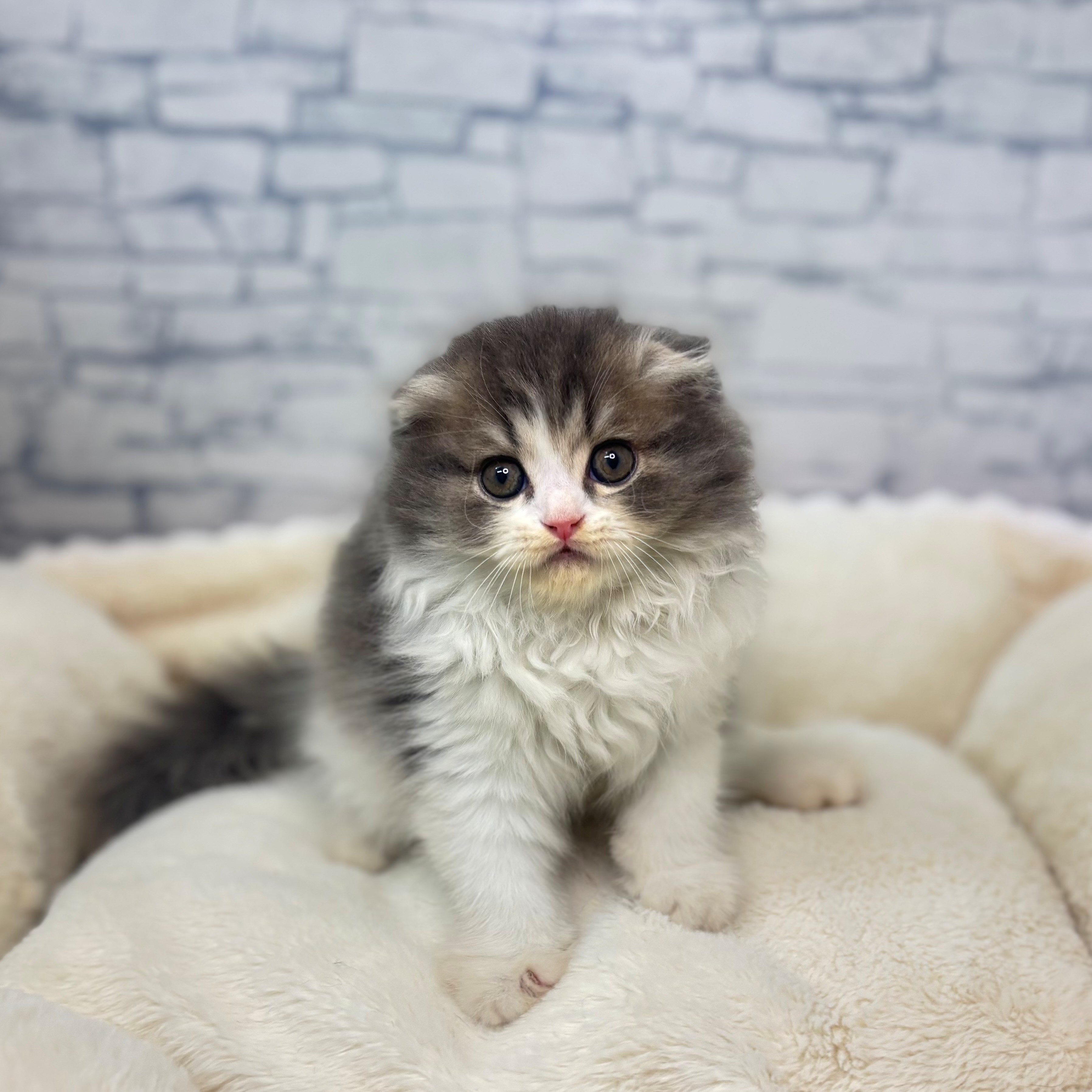 長野県のスコティッシュフォールド (犬の家＆猫の里長野店/2026年2月28日生まれ/男の子/ブルータビーホワイト)の子猫の2枚目の画像