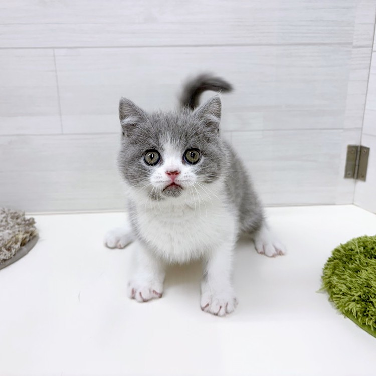 石川県のブリティッシュショートヘアー (犬の家＆猫の里アミーゴ金沢おこばた店/2026年3月1日生まれ/男の子/ブルーホワイト)の子猫の2枚目の画像