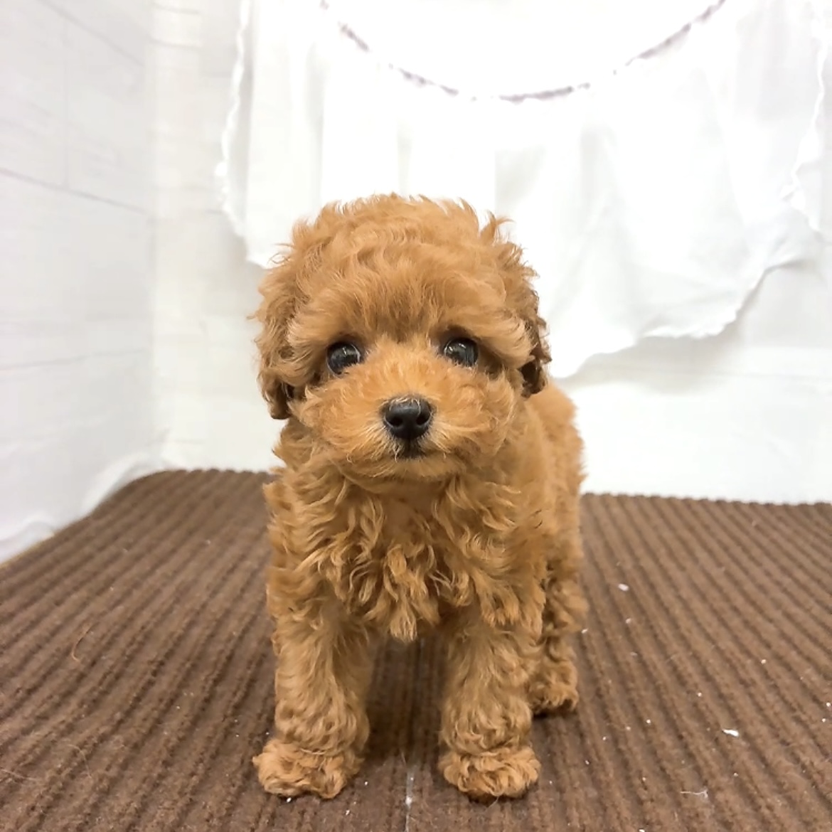 愛知県のトイプードル(トイ) (犬の家＆猫の里碧南店/2026年3月1日生まれ/男の子/レッドフォーン)の子犬の2枚目の画像