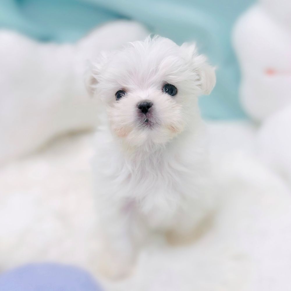 愛知県のマルチーズ (犬の家＆猫の里愛知刈谷店/2026年2月28日生まれ/女の子/ホワイト)の子犬の2枚目の画像