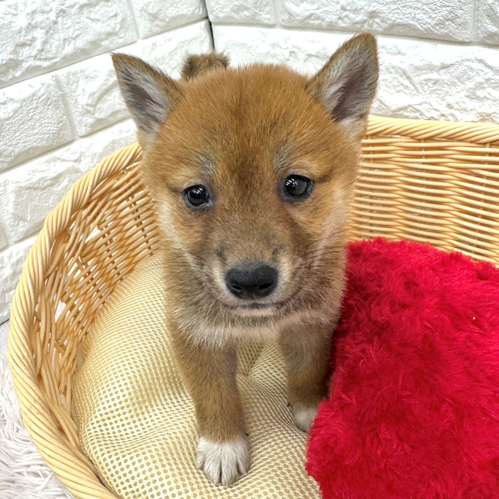 愛知県の柴犬(標準サイズ) (犬の家＆猫の里MEGAドン・キホーテ東海名和店/2026年3月1日生まれ/女の子/赤)の子犬の2枚目の画像