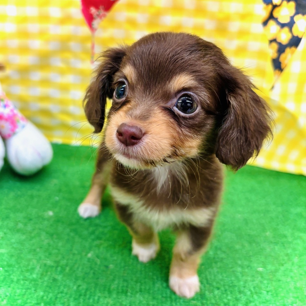 愛知県のチワックス(チワワ×ダックス) (犬の家＆猫の里名古屋天白店/2026年3月1日生まれ/女の子/チョコレートタン)の子犬の2枚目の画像