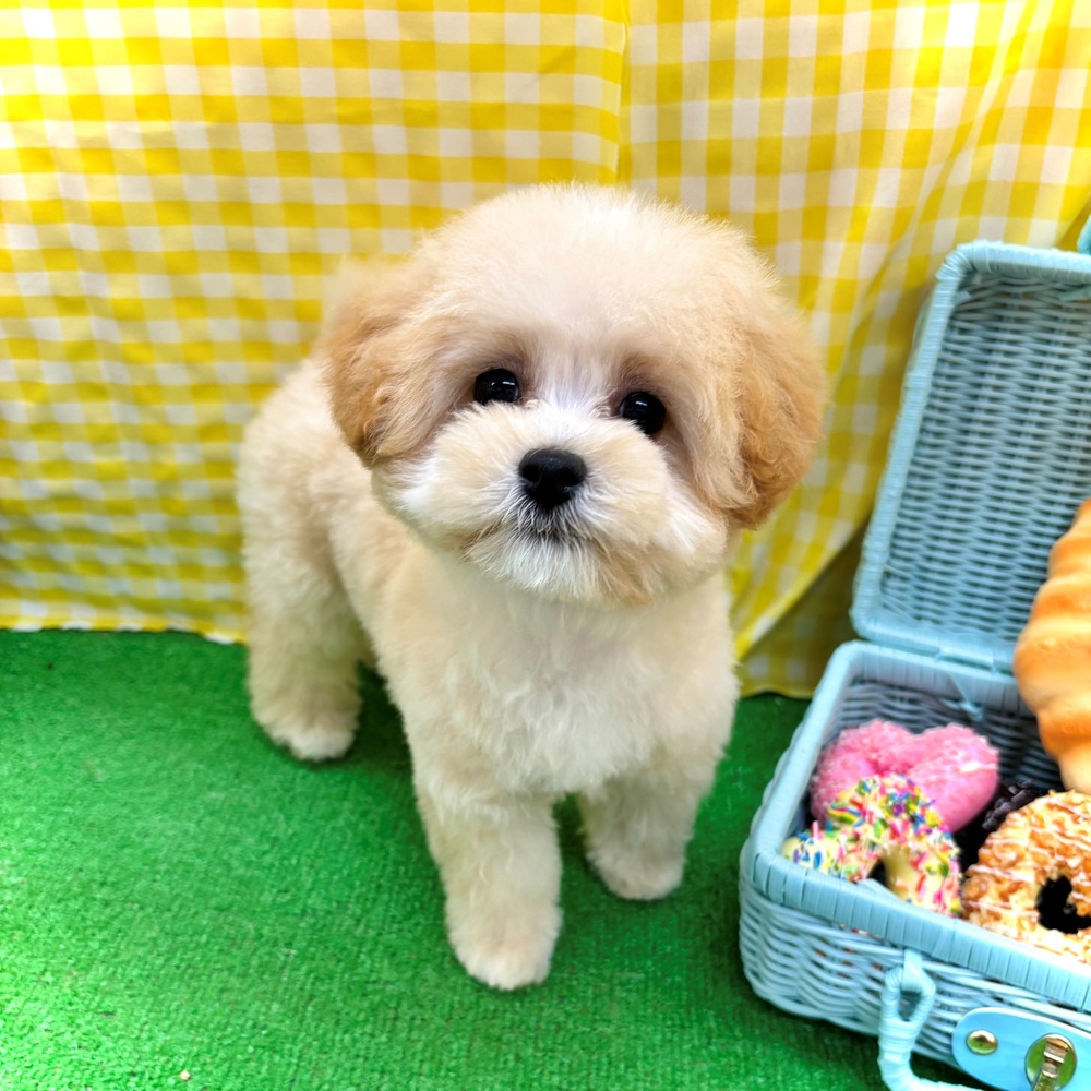 愛知県のマルプー(マルチーズ×プードル) (犬の家＆猫の里名古屋天白店/2026年2月27日生まれ/男の子/クリーム)の子犬の2枚目の画像