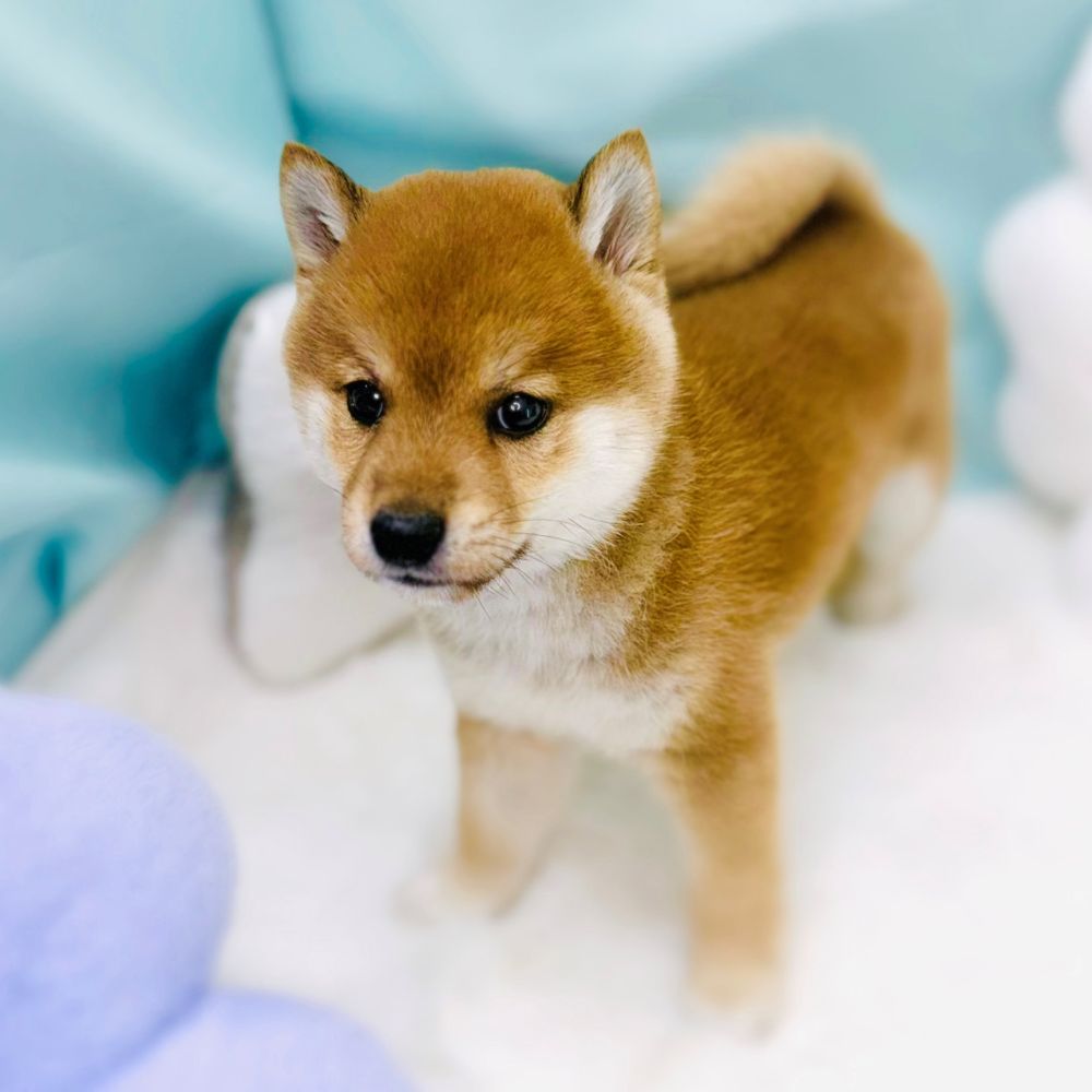 愛知県の豆柴 (犬の家＆猫の里愛知刈谷店/2026年3月1日生まれ/男の子/赤)の子犬の2枚目の画像