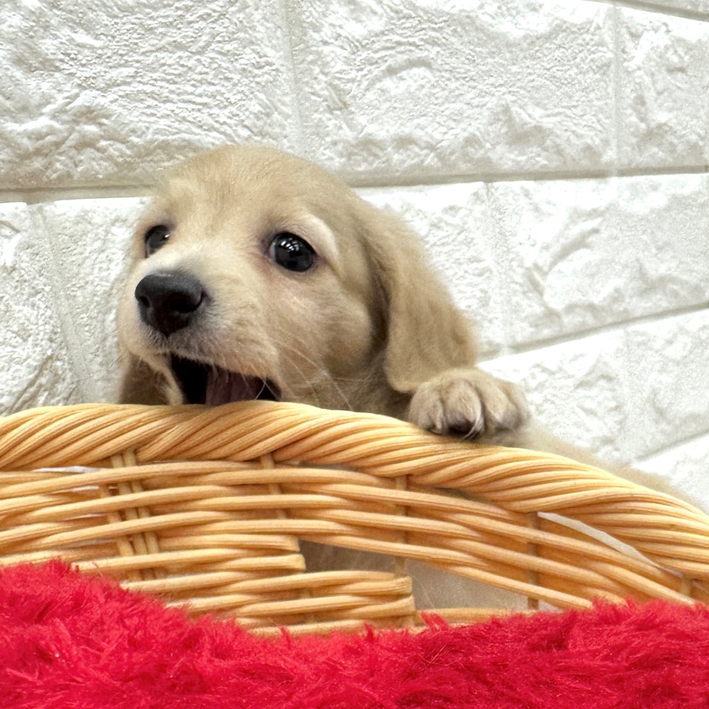 愛知県のカニンヘンダックスフンド(ロング) (犬の家＆猫の里MEGAドン・キホーテ東海名和店/2026年2月26日生まれ/男の子/イエロー)の子犬の2枚目の画像