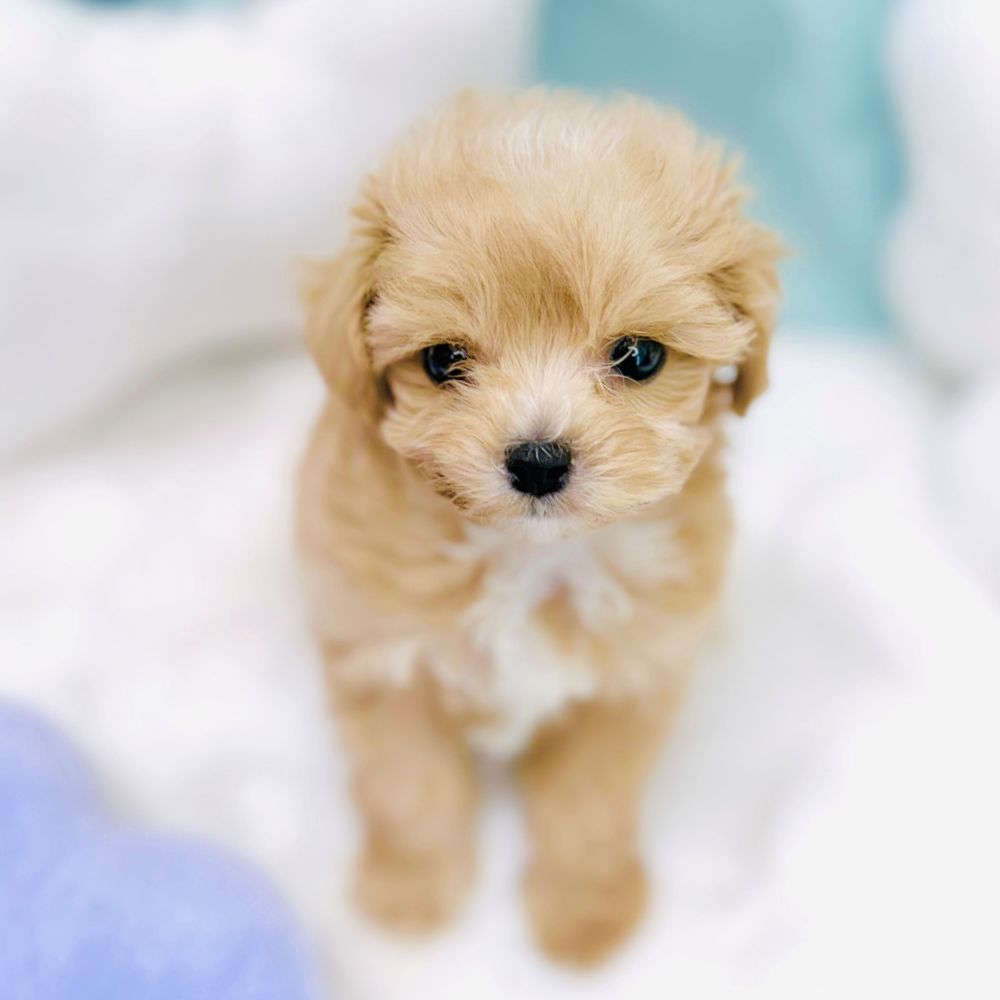 愛知県のマルプー(マルチーズ×プードル) (犬の家＆猫の里愛知刈谷店/2026年3月1日生まれ/男の子/アプリコットホワイト)の子犬の2枚目の画像