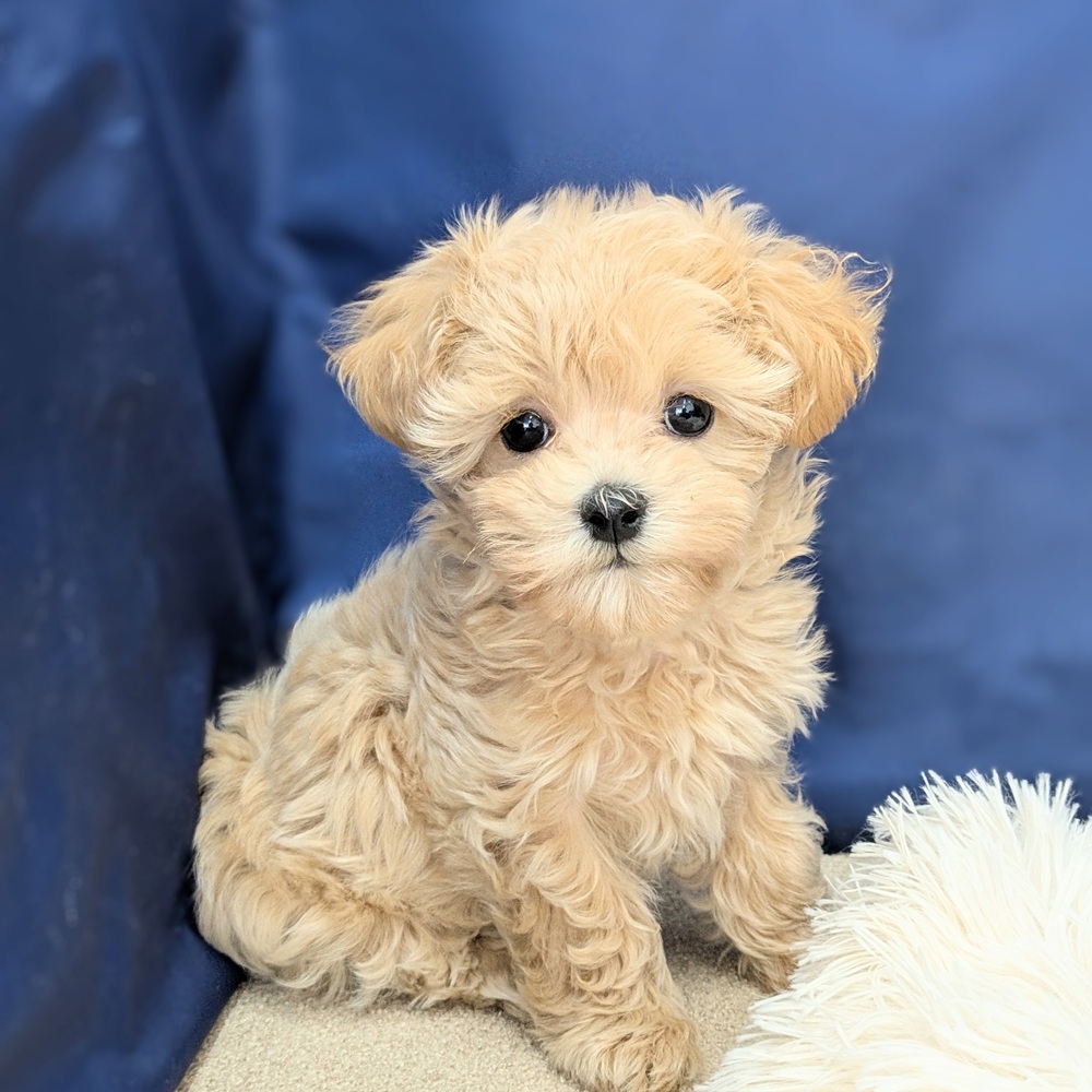 岐阜県のマルプー(マルチーズ×プードル) (犬の家＆猫の里中津川店/2026年3月1日生まれ/女の子/アプリコット)の子犬