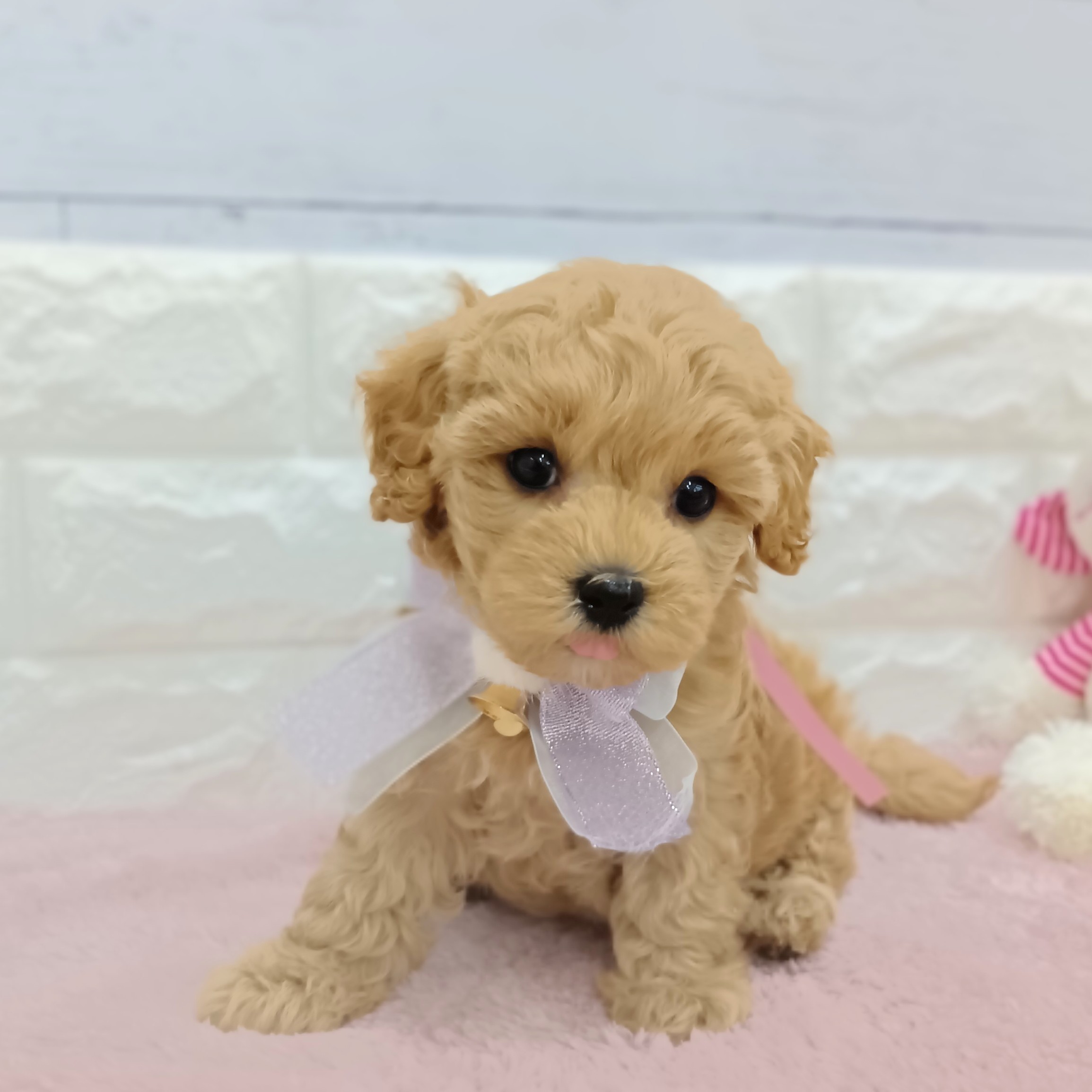 静岡県のマルプー(マルチーズ×プードル) (犬の家＆猫の里アミーゴ浜松和田店/2026年3月1日生まれ/女の子/アプリコット)の子犬の2枚目の画像