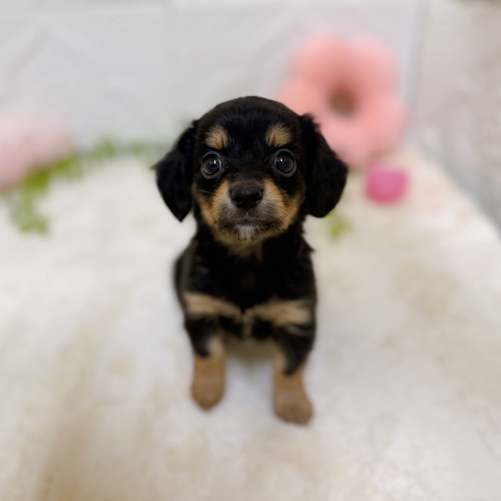 愛知県のチワックス(チワワ×ダックス) (犬の家＆猫の里岡崎店/2026年3月3日生まれ/女の子/ブラックタン)の子犬の2枚目の画像