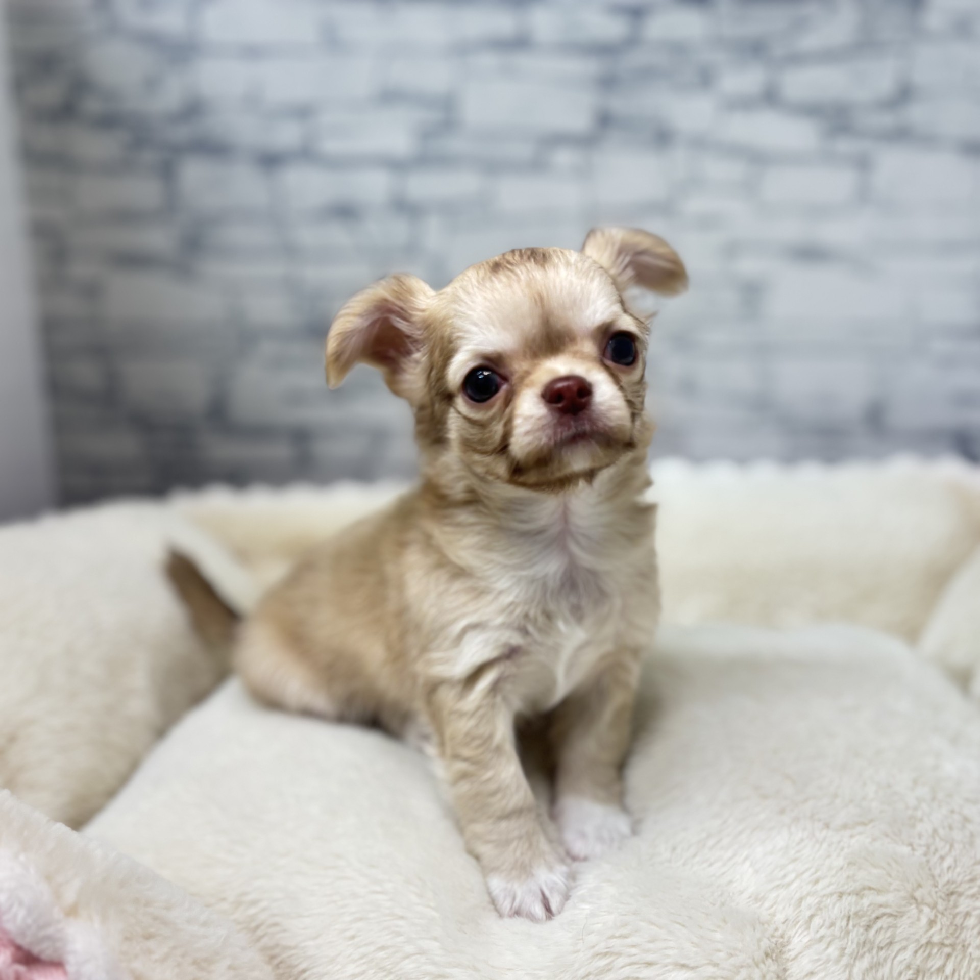 長野県のチワワ(ロング) (犬の家＆猫の里長野店/2026年2月26日生まれ/男の子/フォーン)の子犬の2枚目の画像