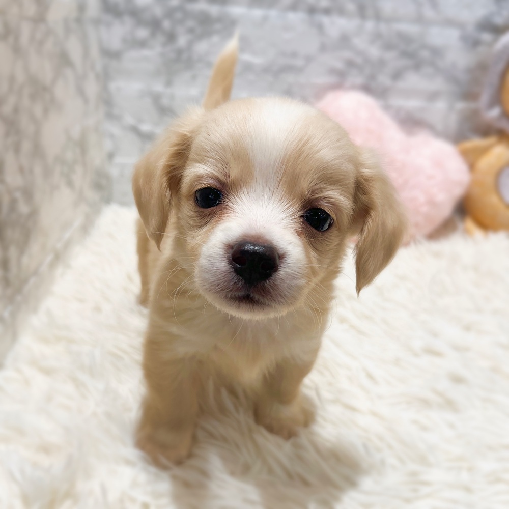愛知県のチワックス(チワワ×ダックス) (犬の家＆猫の里MiO香久山店/2026年3月3日生まれ/女の子/クリームホワイト)の子犬の2枚目の画像