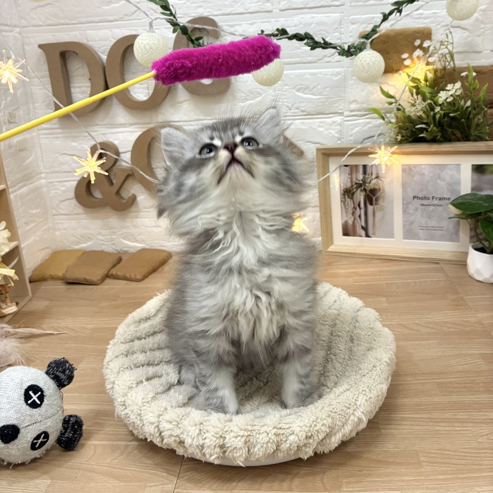 千葉県のサイベリアン (犬の家＆猫の里ワンズモール稲毛店/2026年3月2日生まれ/男の子/シルバータビー)の子猫の2枚目の画像