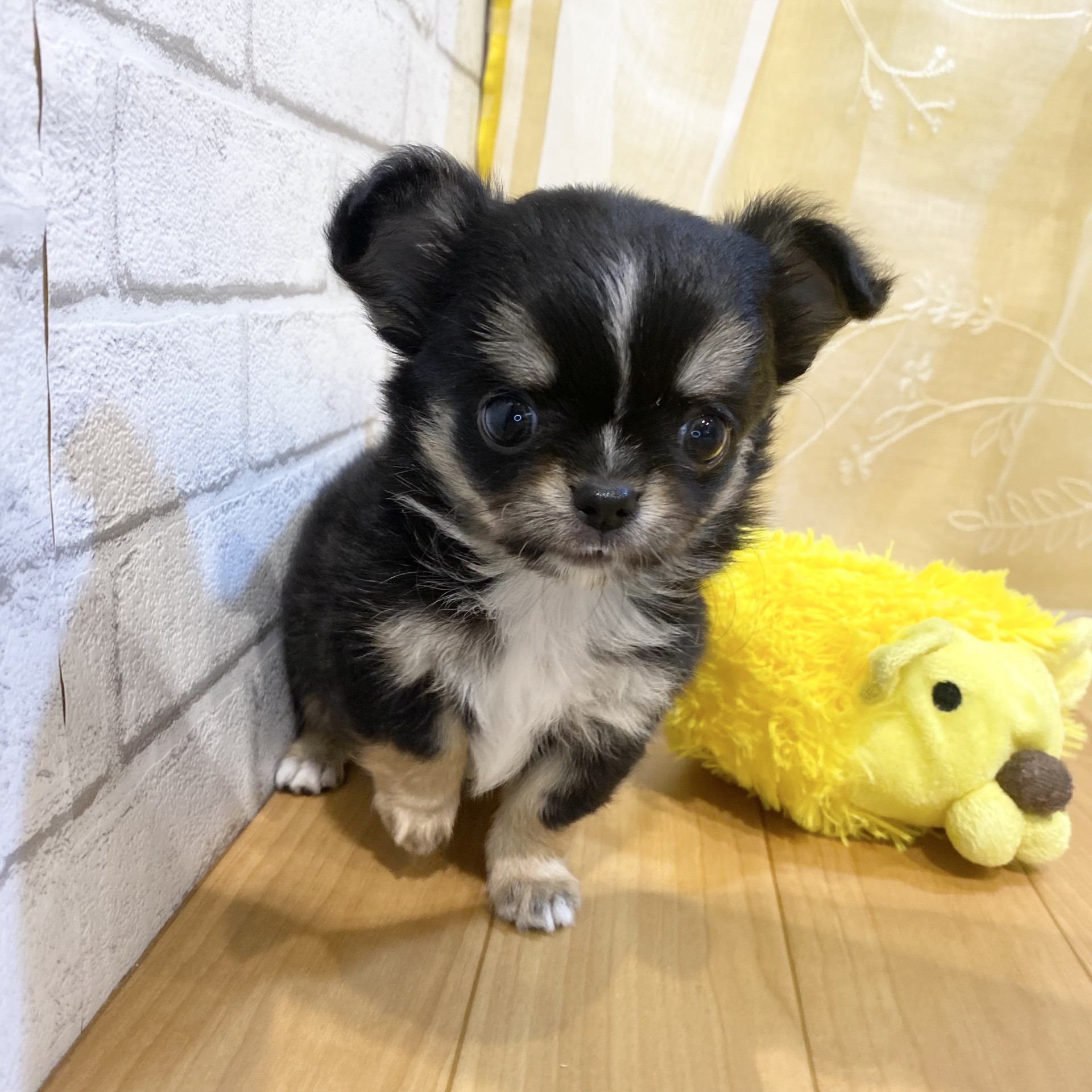 長野県のチワワ(ロング) (犬の家＆猫の里カインズ梓川店/2026年3月2日生まれ/女の子/トライカラー)の子犬の2枚目の画像