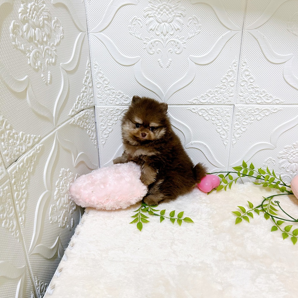 愛知県のポメラニアン (犬の家＆猫の里岡崎店/2026年3月1日生まれ/男の子/チョコレートタン)の子犬の2枚目の画像