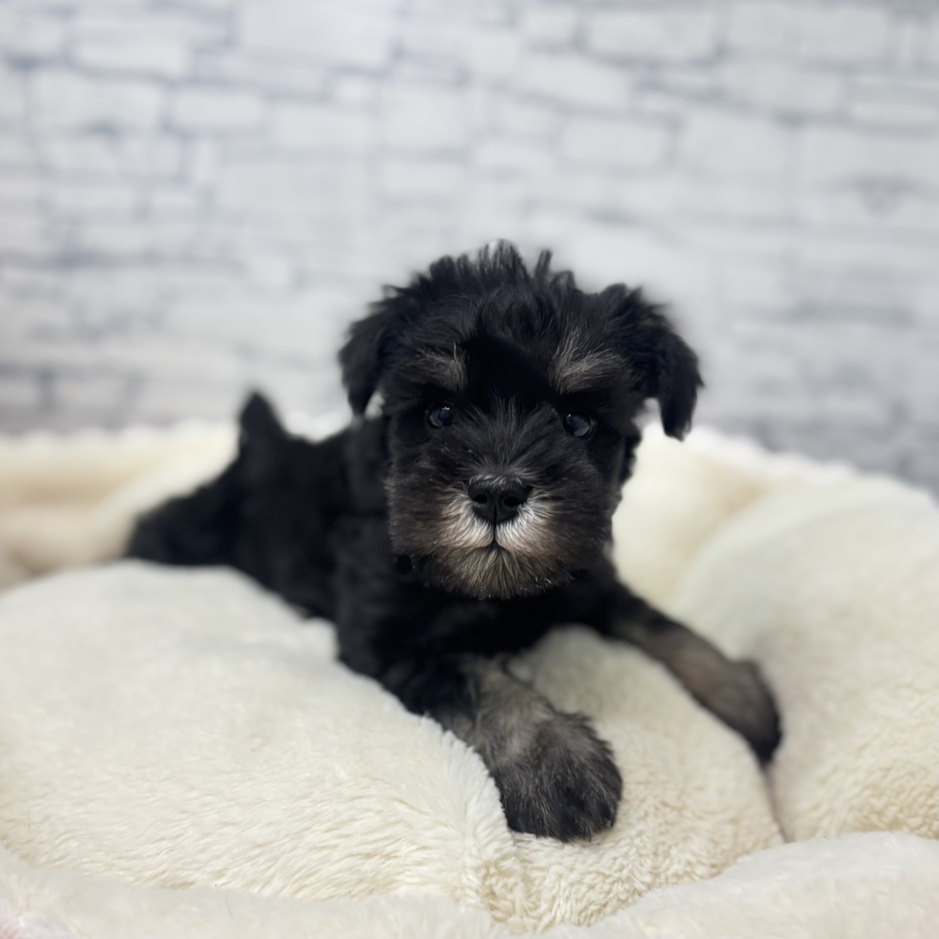 長野県のミニチュアシュナウザー (犬の家＆猫の里長野店/2026年2月28日生まれ/男の子/ブラックシルバー)の子犬の2枚目の画像