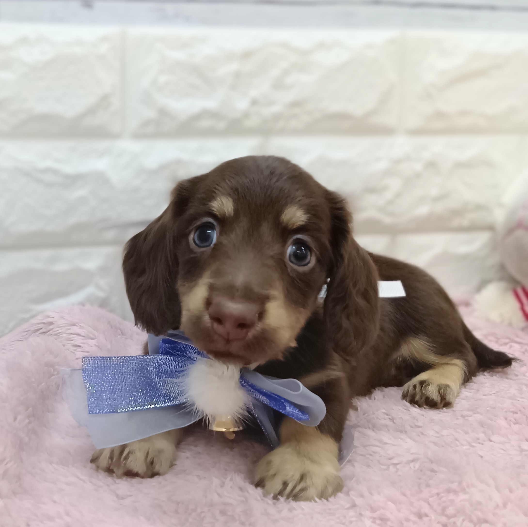 静岡県のミニチュアダックスフンド(ロング) (犬の家＆猫の里アミーゴ浜松和田店/2026年2月27日生まれ/男の子/チョコレートタン)の子犬の2枚目の画像
