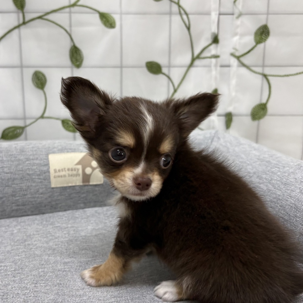 長野県のチワワ(ロング) (犬の家＆猫の里塩尻店/2026年3月3日生まれ/男の子/チョコレートタンホワイト)の子犬の2枚目の画像