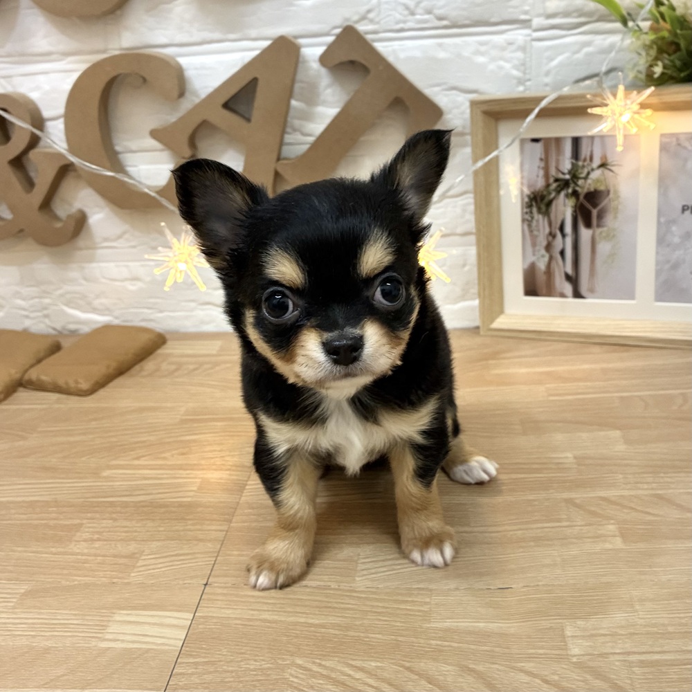 千葉県のチワワ(ロング) (犬の家＆猫の里ワンズモール稲毛店/2026年3月3日生まれ/女の子/ブラックタンホワイト)の子犬の2枚目の画像