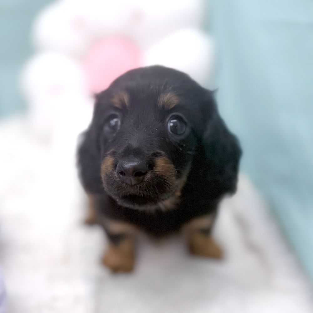 愛知県のミニチュアダックスフンド(ロング) (犬の家＆猫の里愛知刈谷店/2026年2月27日生まれ/女の子/ブラックタン)の子犬の2枚目の画像