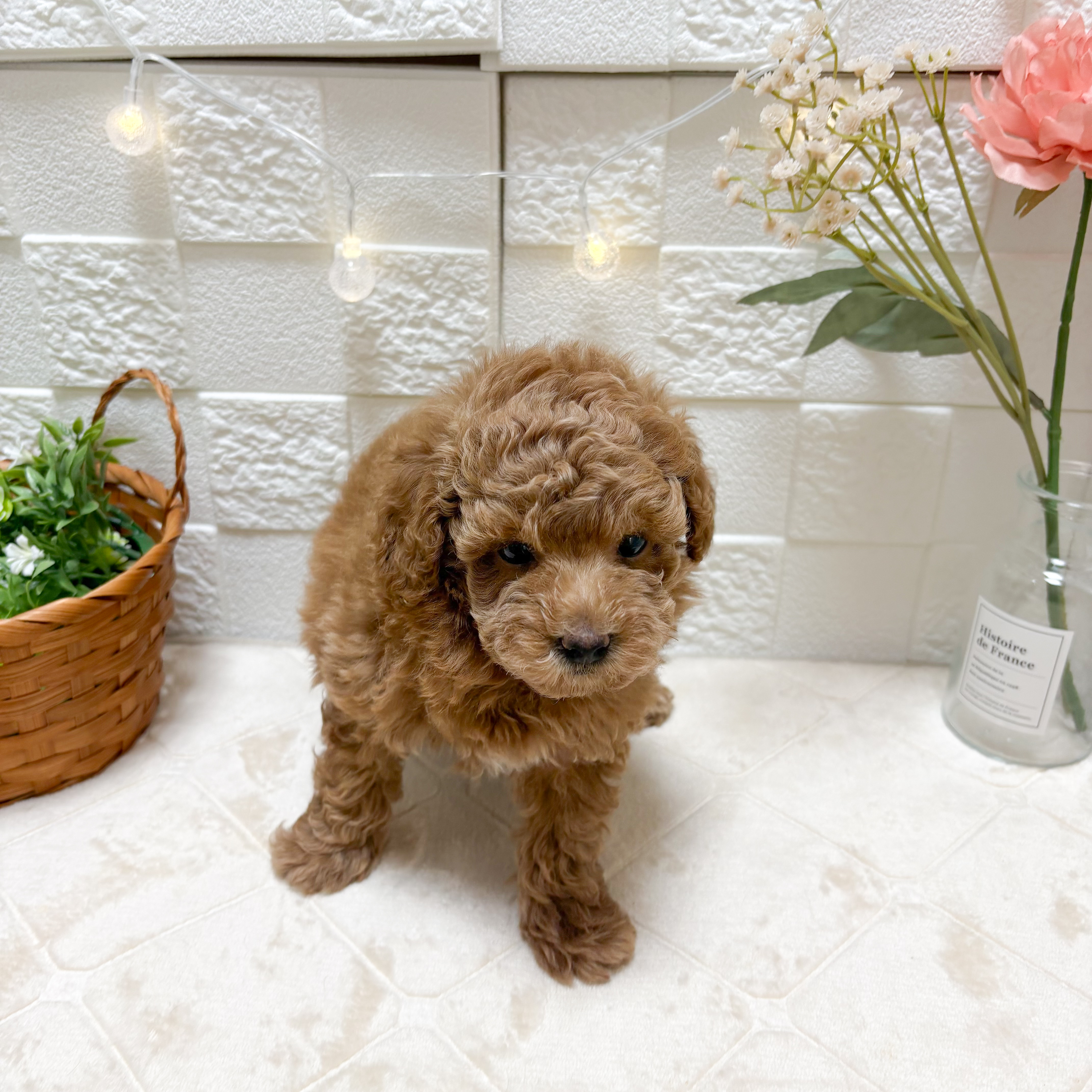 東京都のトイプードル(トイ) (犬の家＆猫の里ペットフォレスト小平店/2026年3月3日生まれ/男の子/アプリコット)の子犬の2枚目の画像