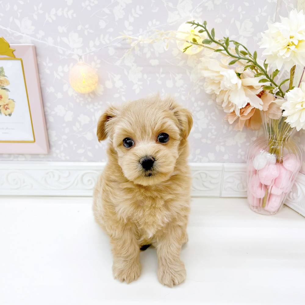 ハーフ犬女の子の写真