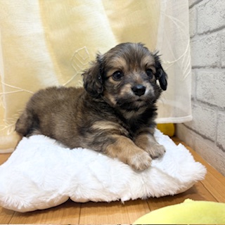 長野県のチワックス(チワワ×ダックス) (犬の家＆猫の里カインズ梓川店/2026年3月2日生まれ/男の子/レッド)の子犬の2枚目の画像