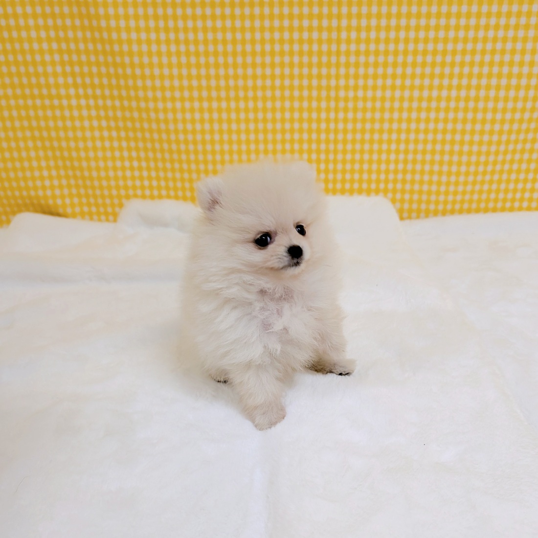 愛知県のポメラニアン (犬の家＆猫の里一宮店/2026年3月2日生まれ/女の子/クリーム)の子犬の2枚目の画像