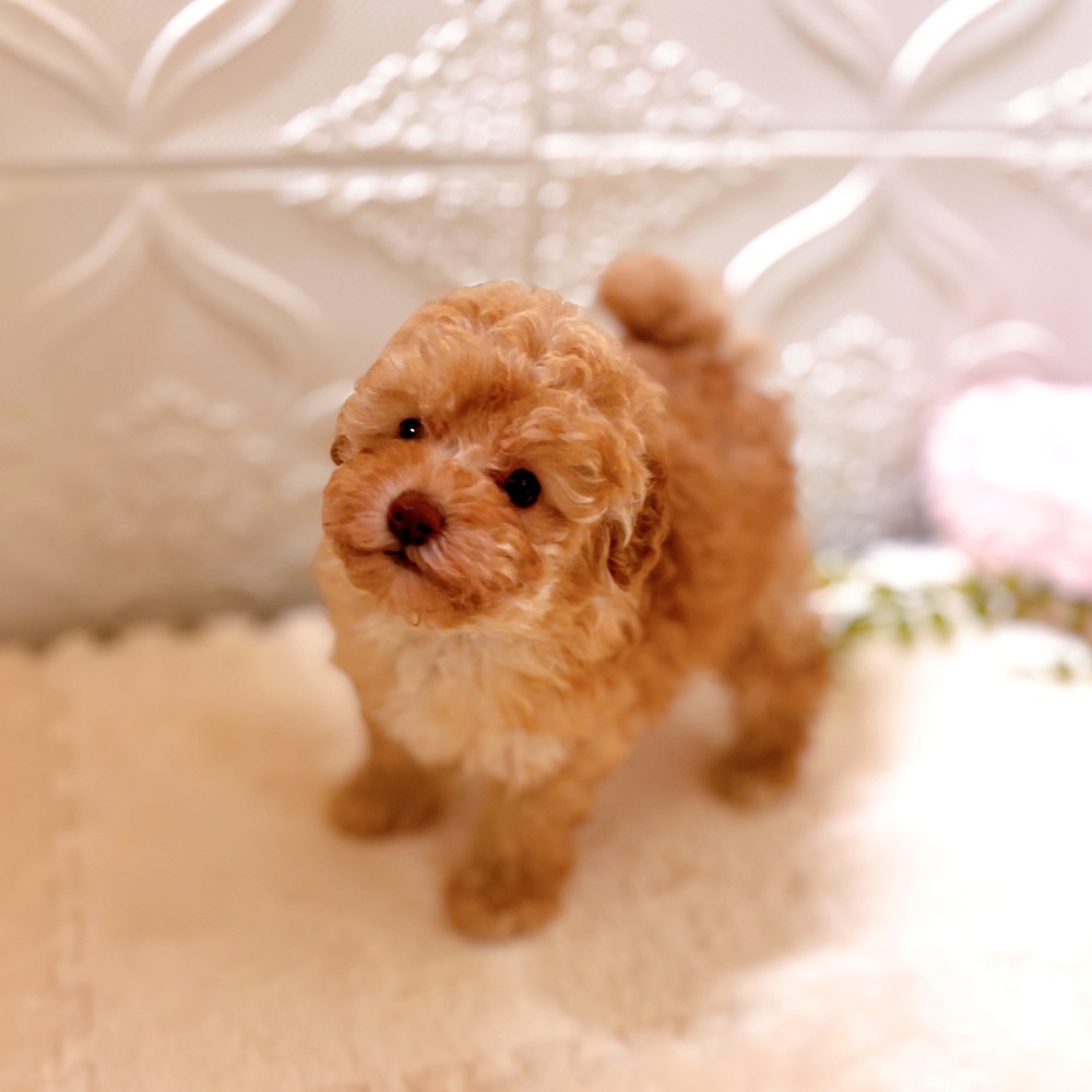 愛知県のトイプードル(トイ) (犬の家＆猫の里岡崎店/2026年3月1日生まれ/女の子/アプリコット)の子犬の2枚目の画像