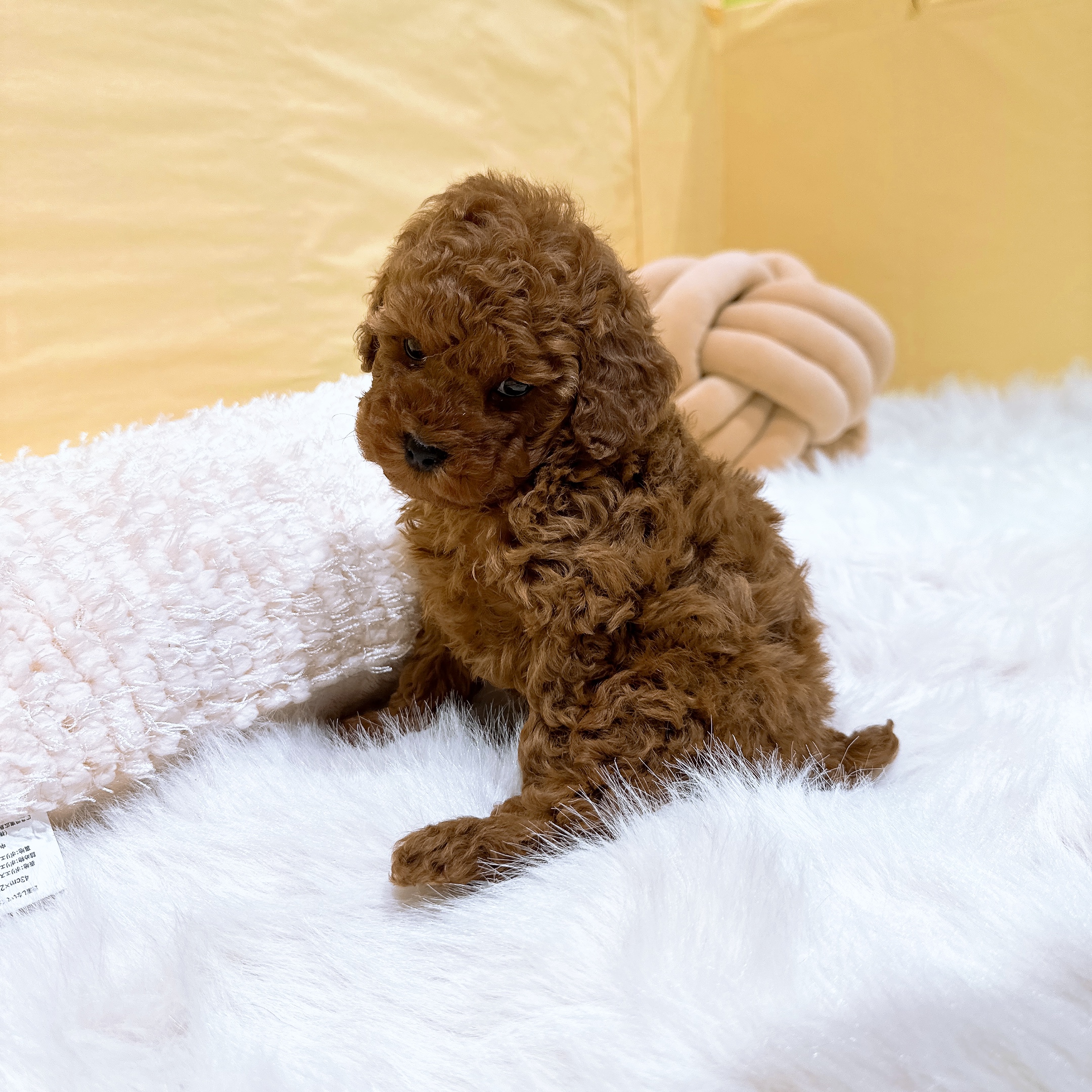 神奈川県のトイプードル(トイ) (犬の家＆猫の里元住吉ブレーメン通り店/2026年3月1日生まれ/男の子/レッド)の子犬の1枚目の画像