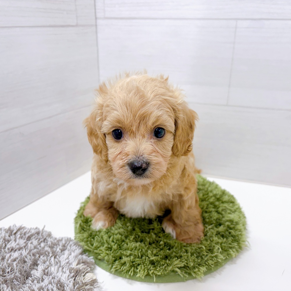 石川県のダップー(ダックス×プードル) (犬の家＆猫の里アミーゴ金沢おこばた店/2026年3月3日生まれ/男の子/レッド)の子犬の2枚目の画像