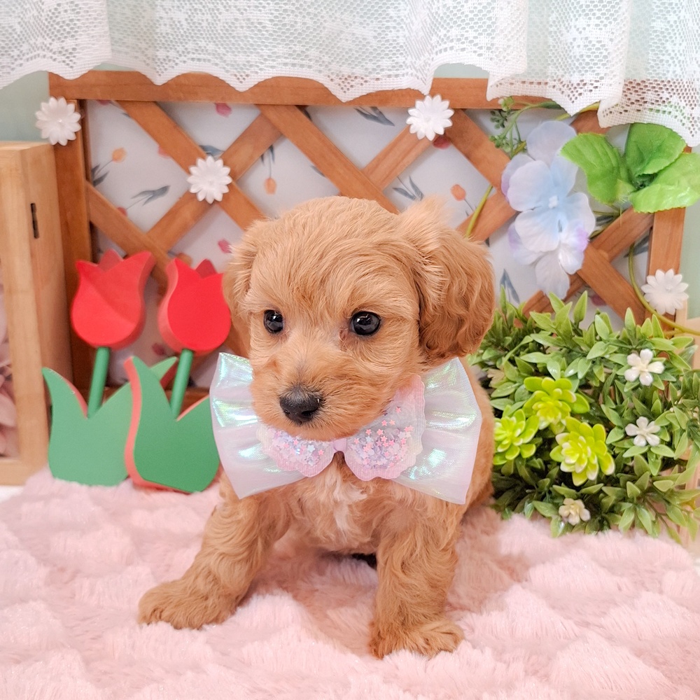 静岡県のダップー(ダックス×プードル) (犬の家＆猫の里富士店/2026年3月3日生まれ/男の子/レッド)の子犬の1枚目の画像