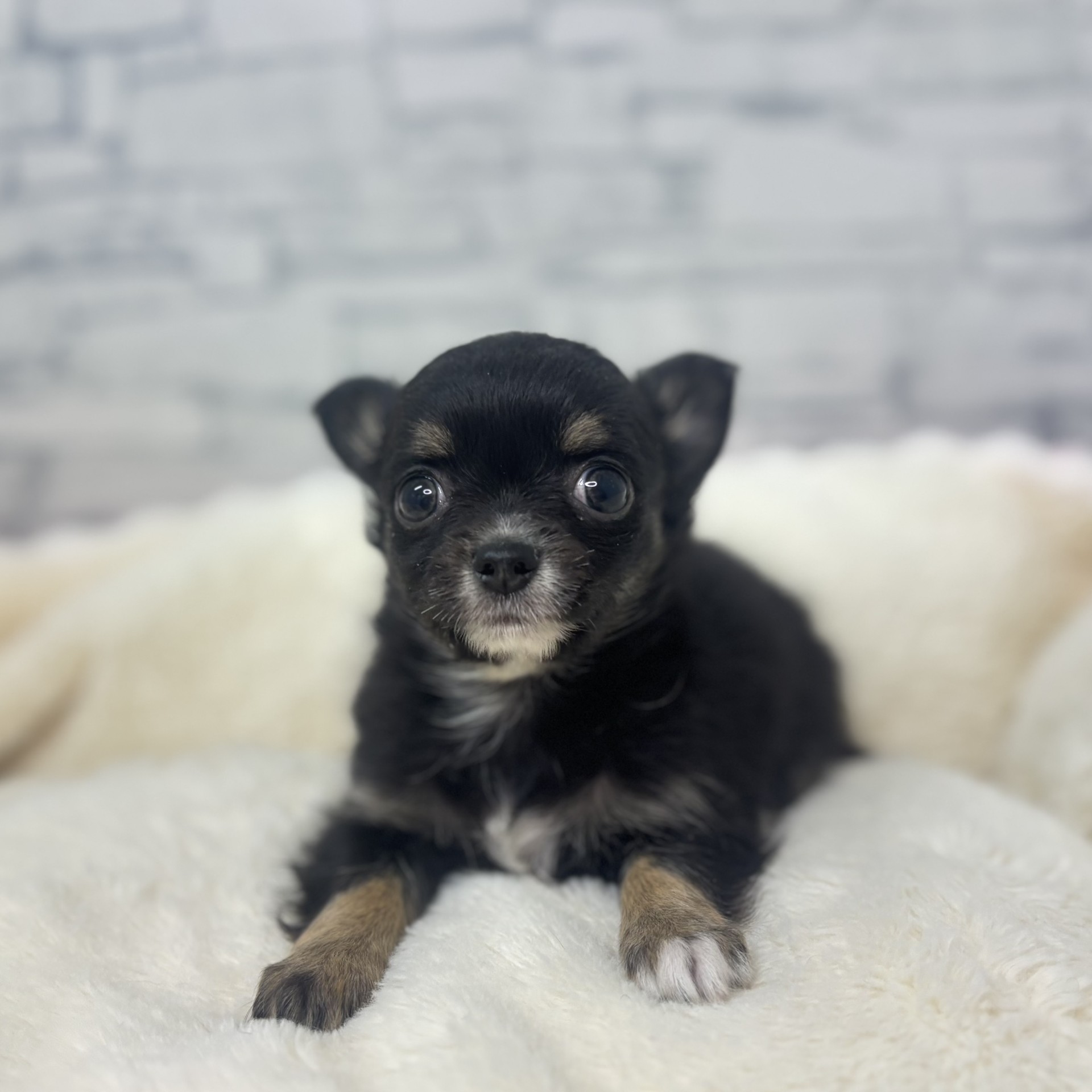 長野県のチワワ(ロング) (犬の家＆猫の里長野店/2026年3月1日生まれ/女の子/ブラックタンホワイト)の子犬の2枚目の画像