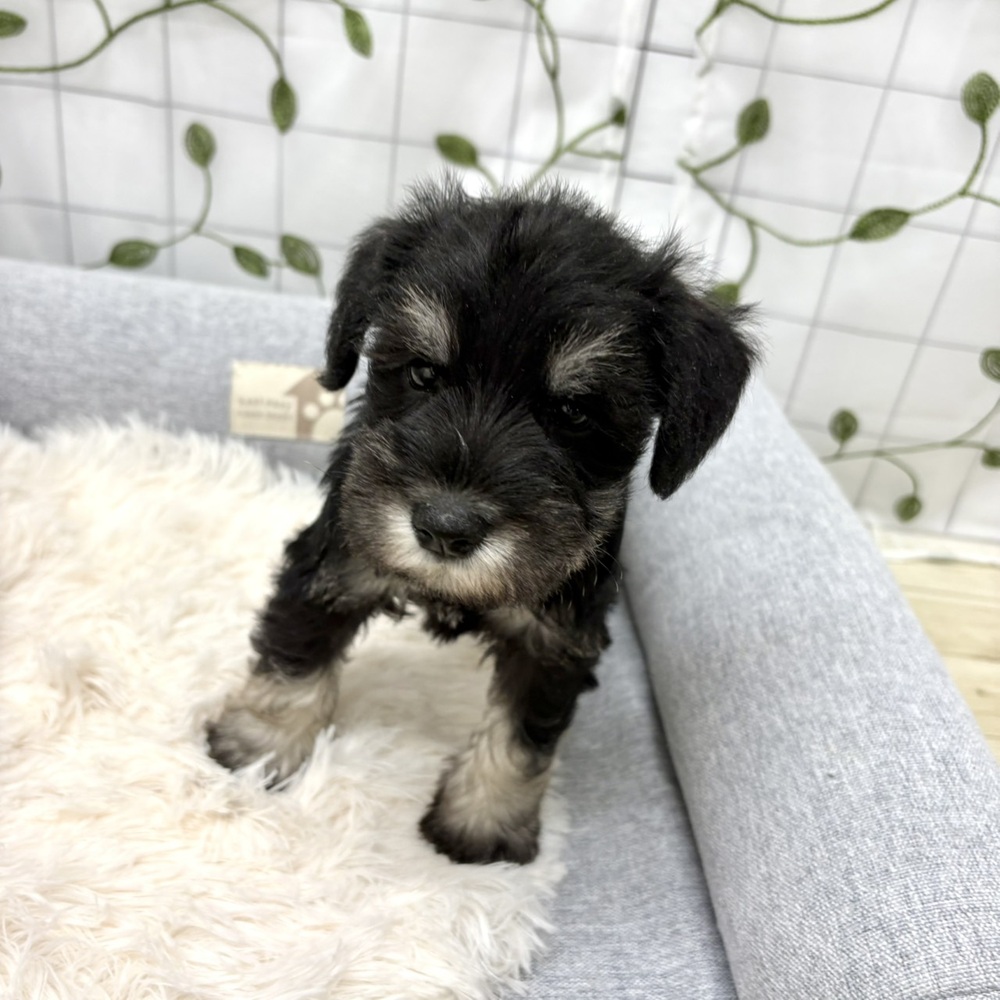 長野県のミニチュアシュナウザー (犬の家＆猫の里塩尻店/2026年3月1日生まれ/男の子/ブラックシルバー)の子犬の2枚目の画像