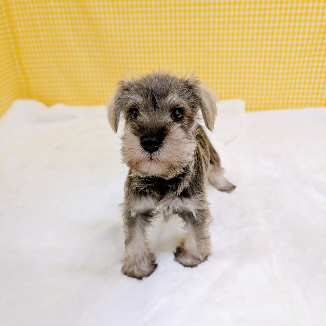 愛知県のミニチュアシュナウザー (犬の家＆猫の里一宮店/2026年3月3日生まれ/男の子/ソルトペッパー)の子犬の2枚目の画像