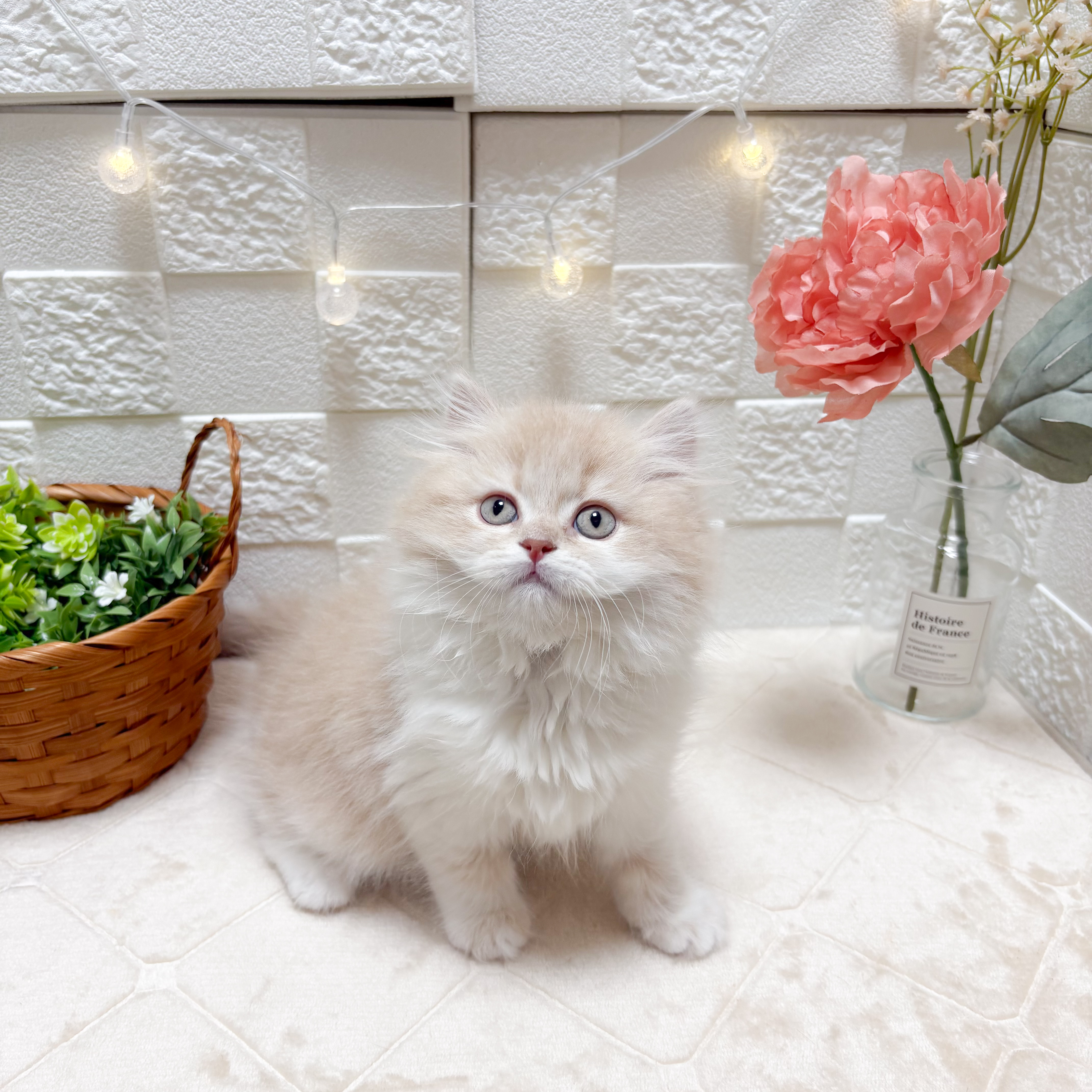 東京都のマンチカン (犬の家＆猫の里ペットフォレスト小平店/2026年2月27日生まれ/女の子/クリームタビーホワイト)の子猫の2枚目の画像
