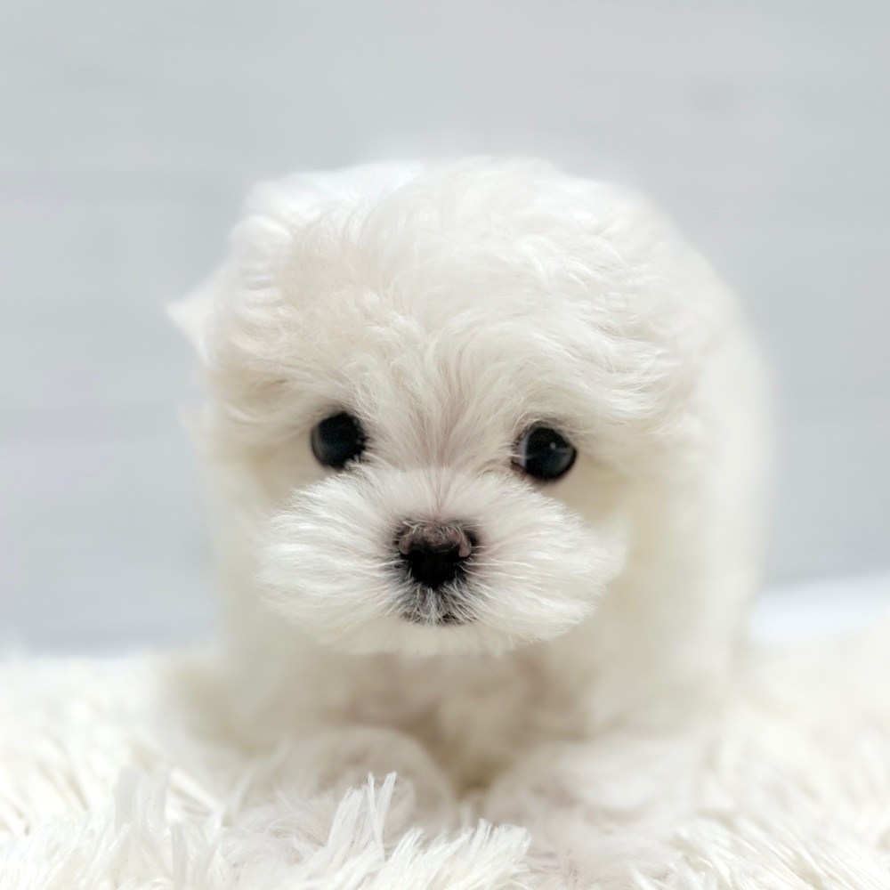 愛知県のマルチーズ (犬の家＆猫の里豊田店/2026年3月3日生まれ/女の子/ホワイト)の子犬の2枚目の画像
