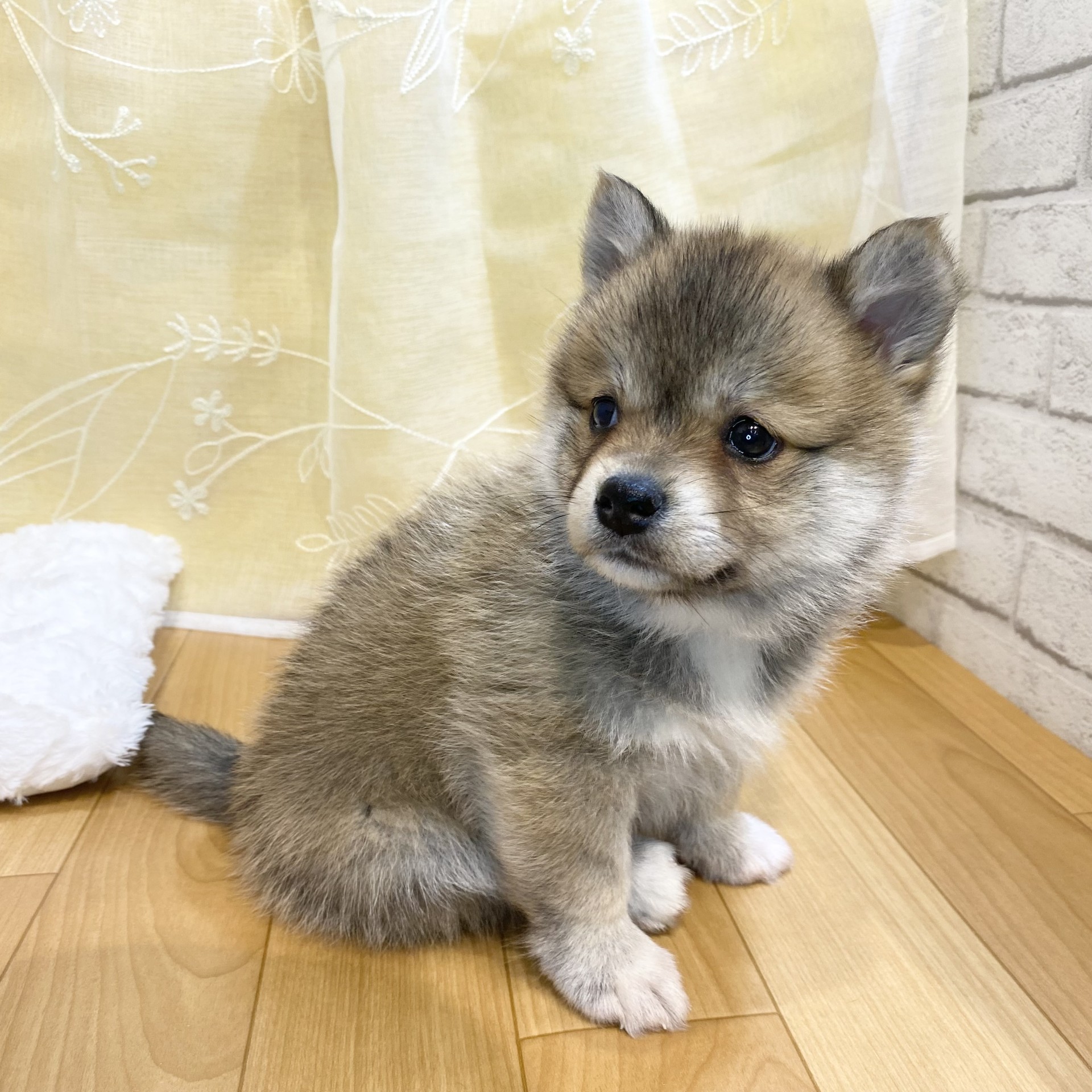 長野県のポメ柴/豆ポメ/ポメ豆柴(ポメラニアン×柴犬) (犬の家＆猫の里カインズ梓川店/2026年3月2日生まれ/女の子/赤)の子犬の2枚目の画像