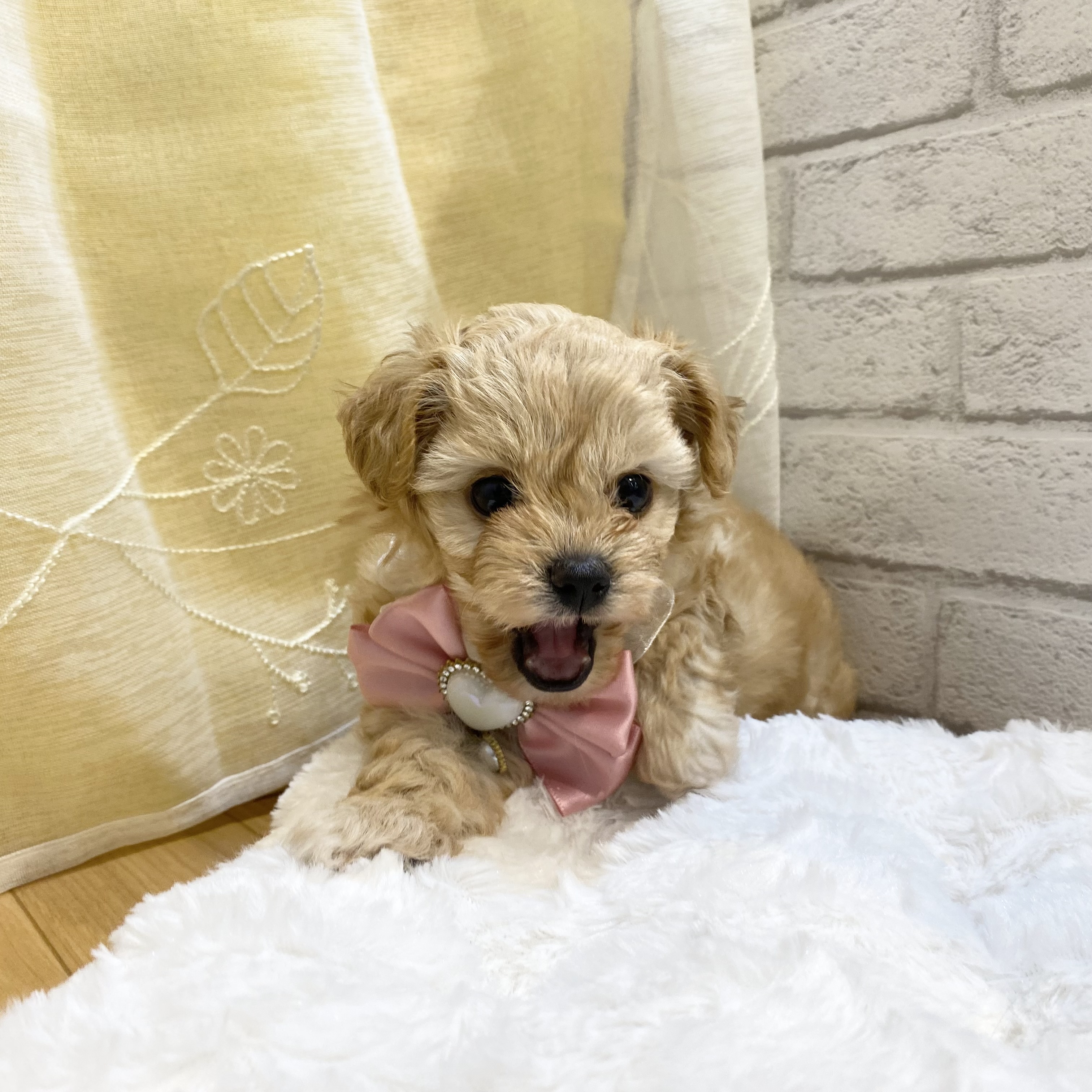 長野県のチワプー/プーチー(チワワ×プードル) (犬の家＆猫の里カインズ梓川店/2026年3月1日生まれ/女の子/クリーム)の子犬の2枚目の画像