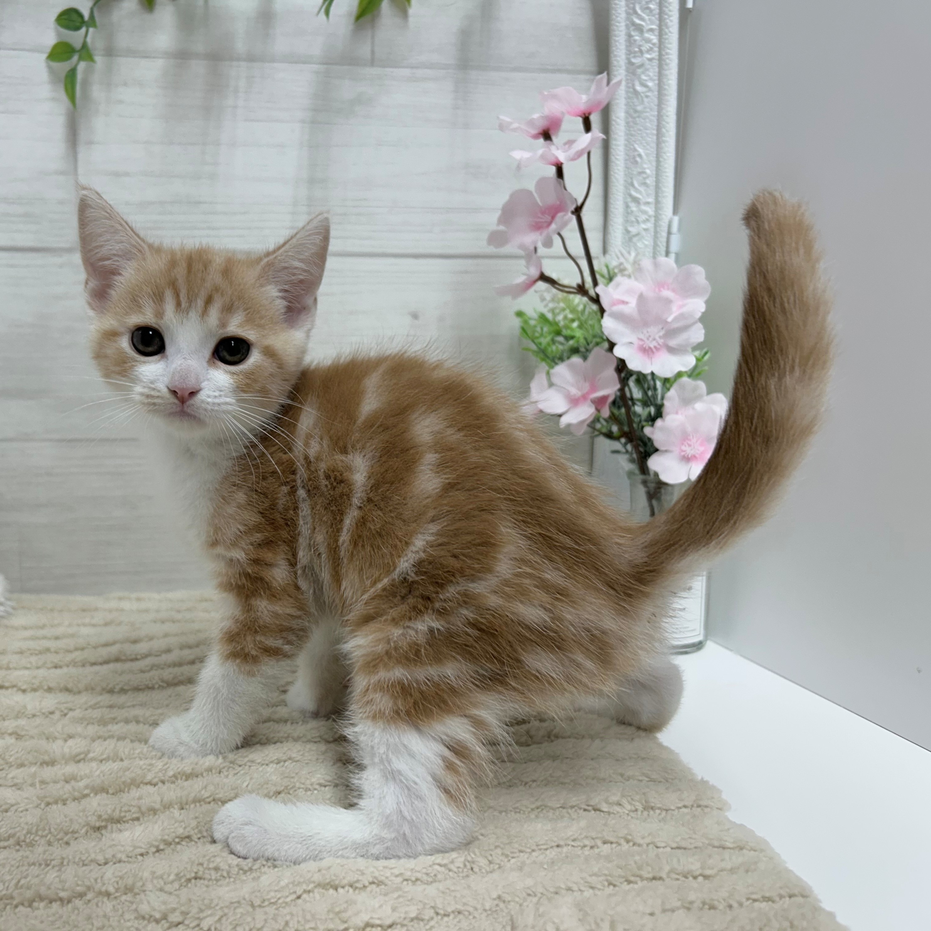 神奈川県のマンチカン (犬の家＆猫の里相模原店/2026年2月25日生まれ/男の子/クリームタビーホワイト)の子猫の2枚目の画像