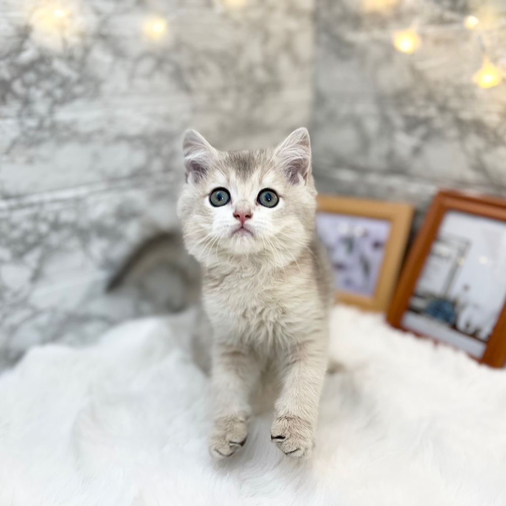 静岡県のブリティッシュショートヘアー (犬の家＆猫の里MEGAドン・キホーテ袋井店/2026年2月26日生まれ/女の子/ブルーゴールデン)の子猫の2枚目の画像