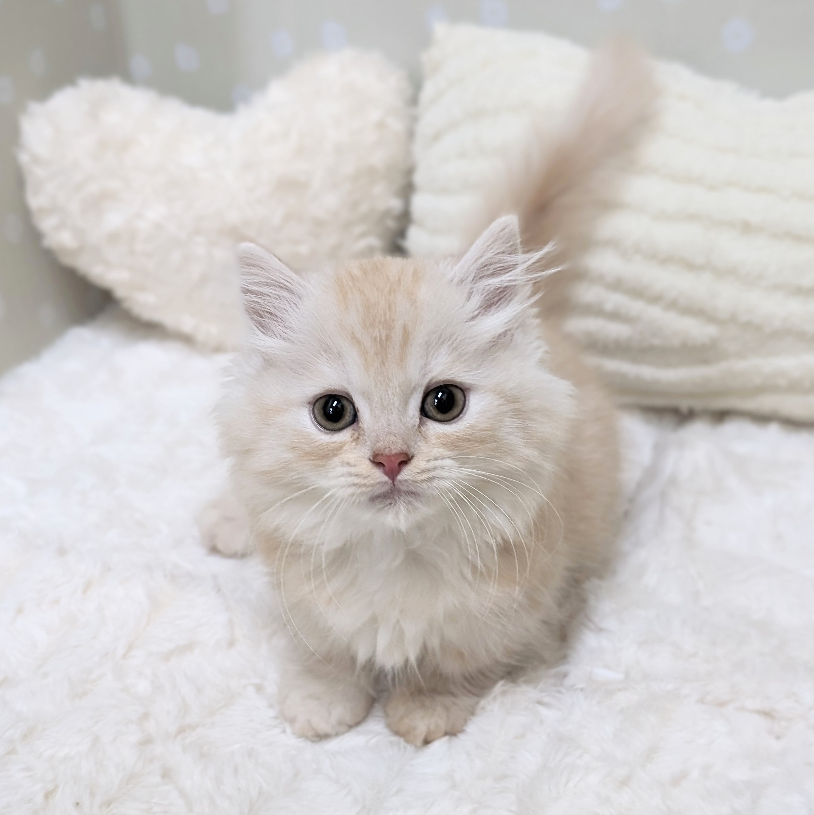 愛知県のマンチカン (犬の家＆猫の里安城店/2026年2月26日生まれ/男の子/シェルクリーム)の子猫の1枚目の画像