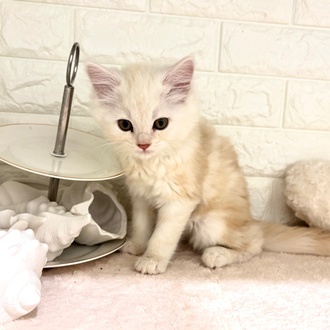 東京都のマンチカン (犬の家＆猫の里新宿店/2026年2月26日生まれ/女の子/シェルクリーム)の子猫の2枚目の画像
