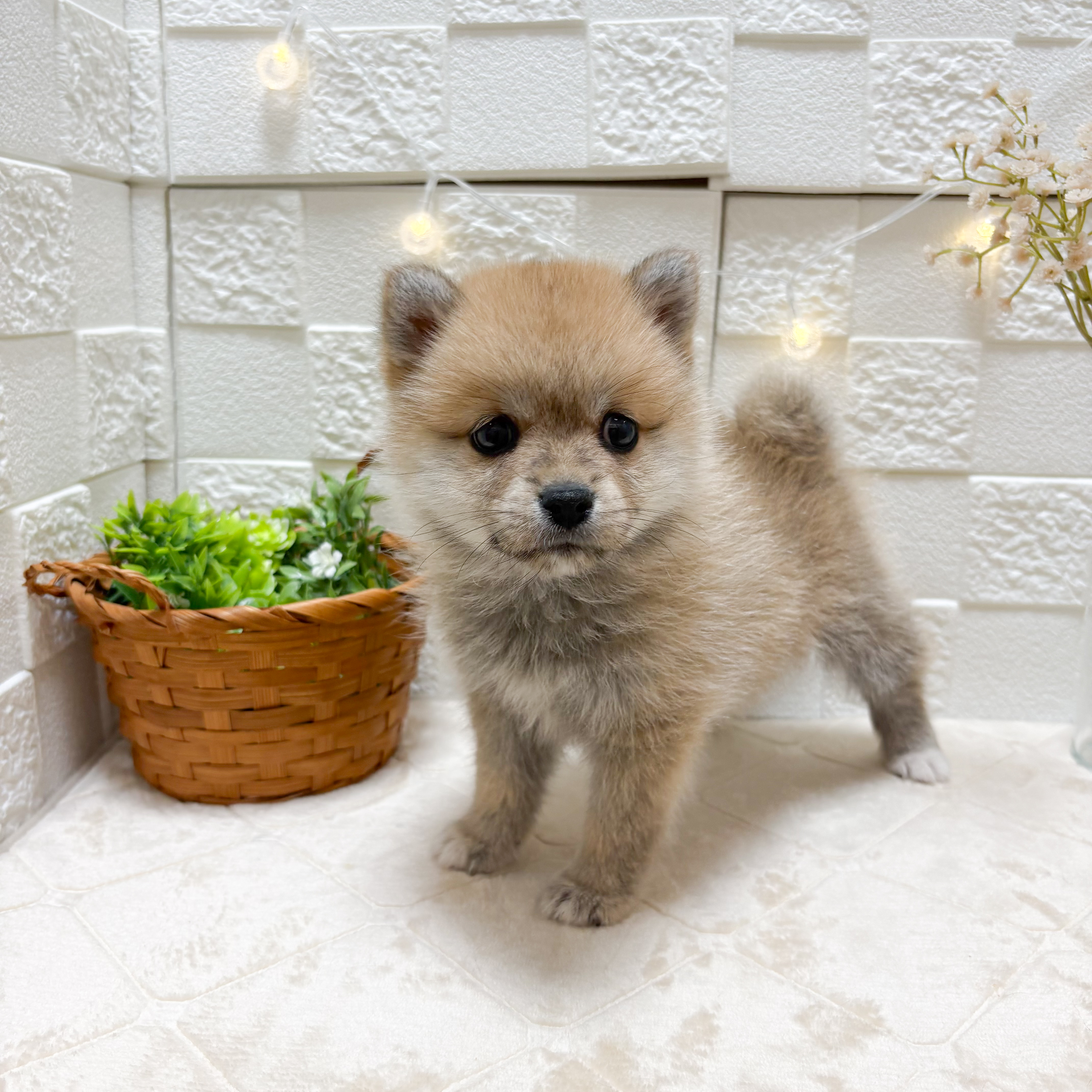 ハーフ犬女の子の写真