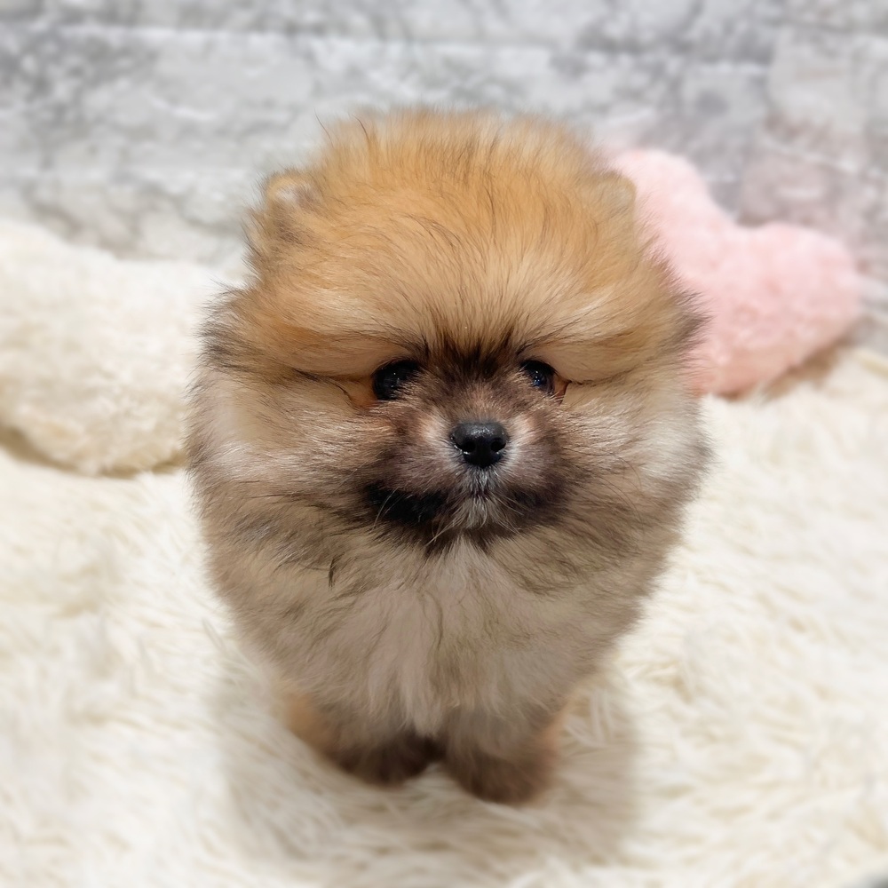 愛知県のポメラニアン (犬の家＆猫の里MiO香久山店/2026年3月1日生まれ/男の子/オレンジ)の子犬の2枚目の画像