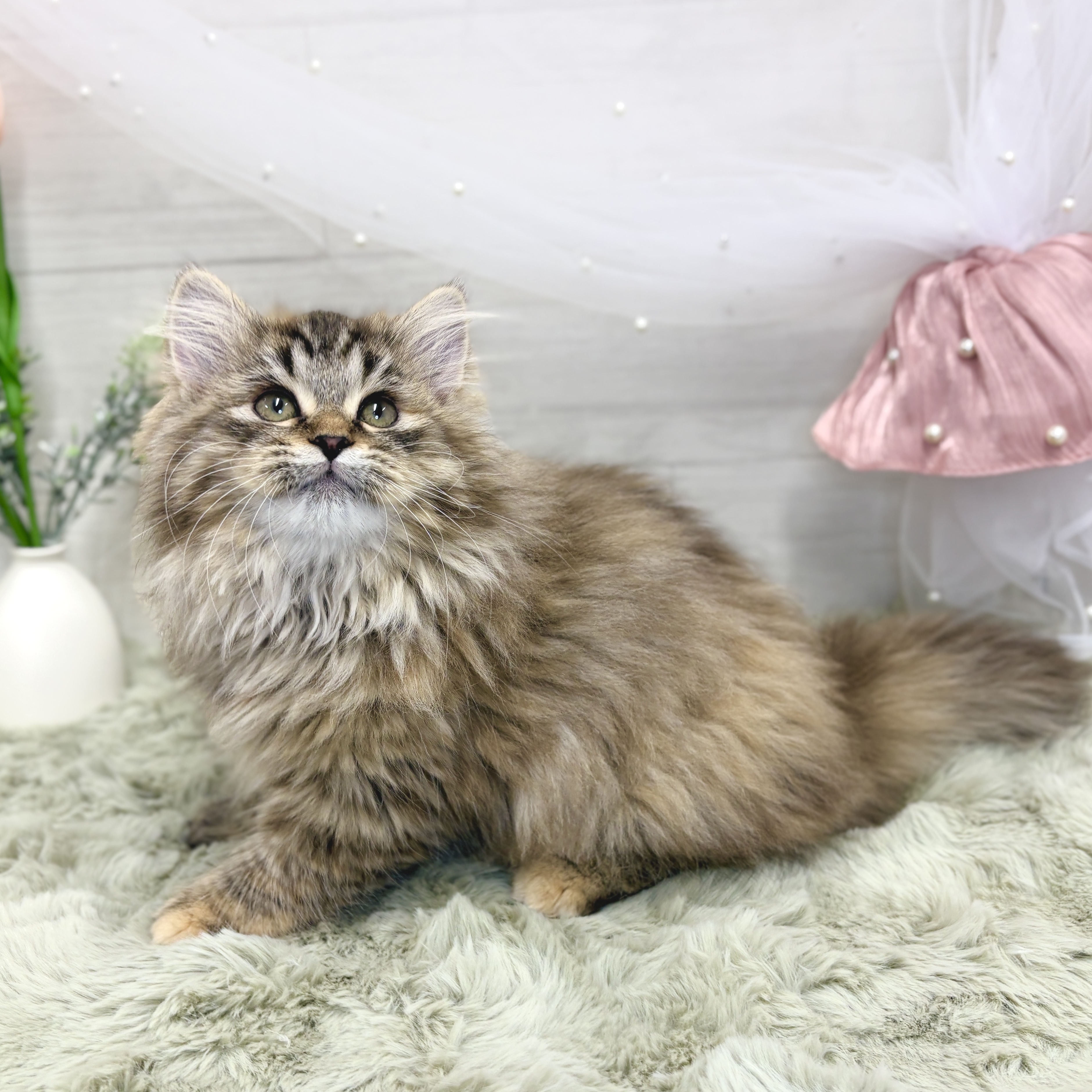 神奈川県のサイベリアン (犬の家＆猫の里相模原店/2026年2月27日生まれ/女の子/ブラウンマッカレルタビー)の子猫の2枚目の画像