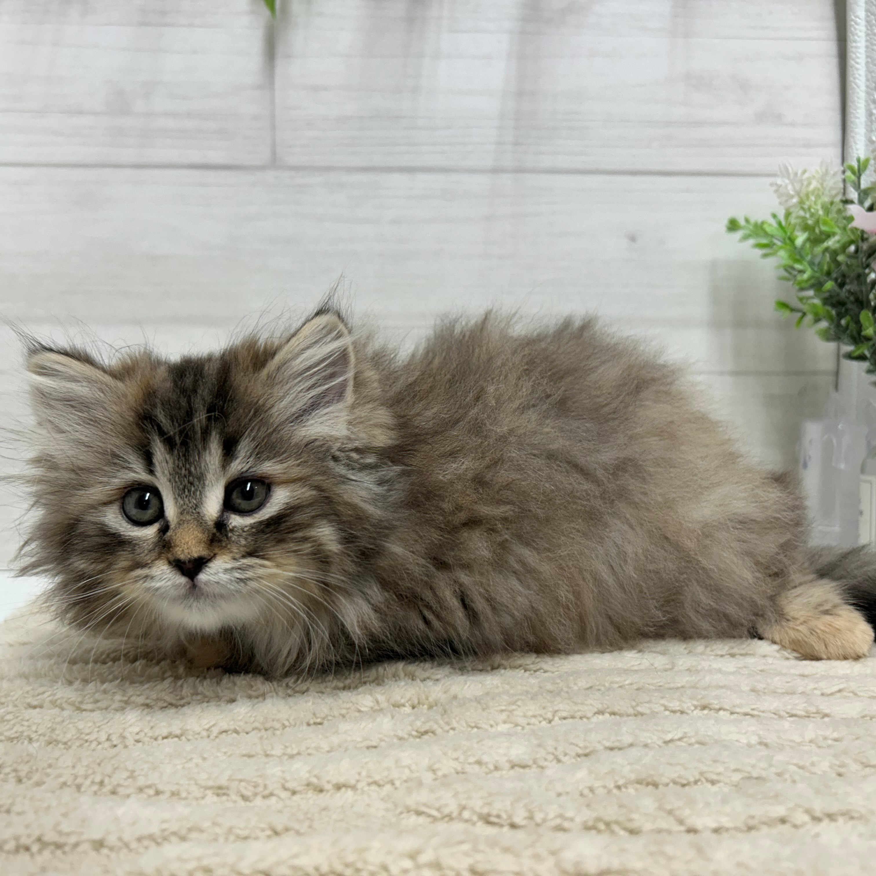 神奈川県のサイベリアン (犬の家＆猫の里相模原店/2026年2月27日生まれ/女の子/ブラウンマッカレルタビー)の子猫の2枚目の画像