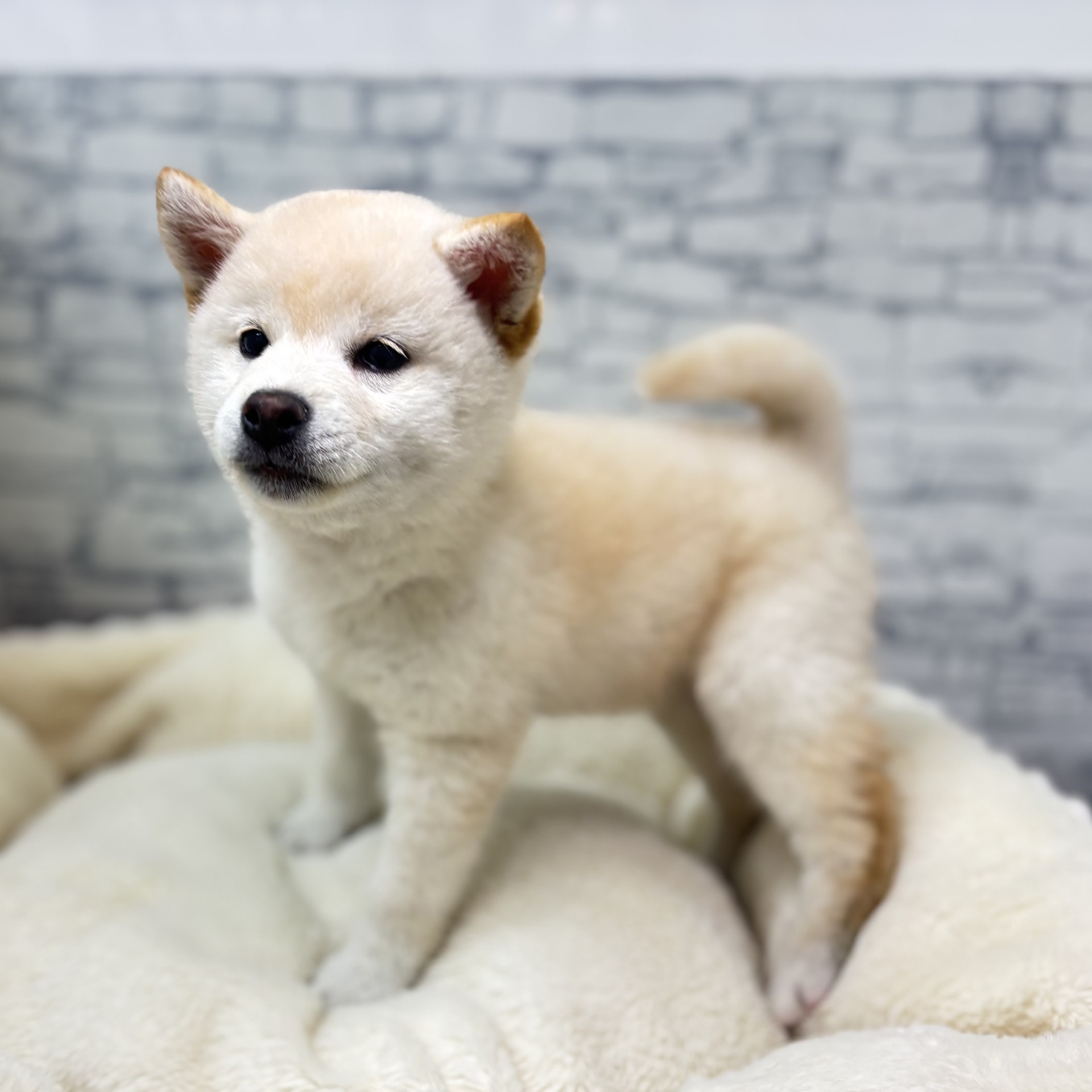 長野県の柴犬(標準サイズ) (犬の家＆猫の里長野店/2026年3月1日生まれ/女の子/白)の子犬の2枚目の画像
