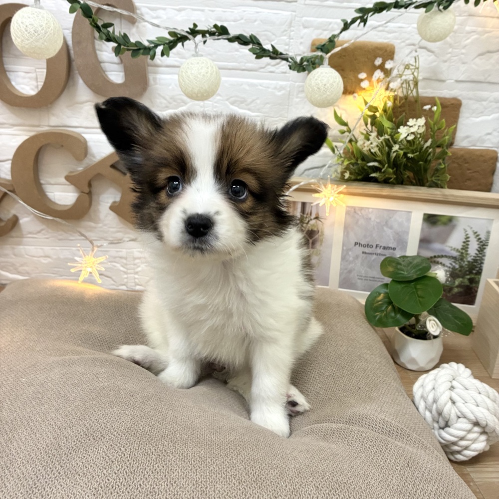 千葉県のパピヨン (犬の家＆猫の里ワンズモール稲毛店/2026年3月3日生まれ/女の子/ホワイトブラウン)の子犬の2枚目の画像
