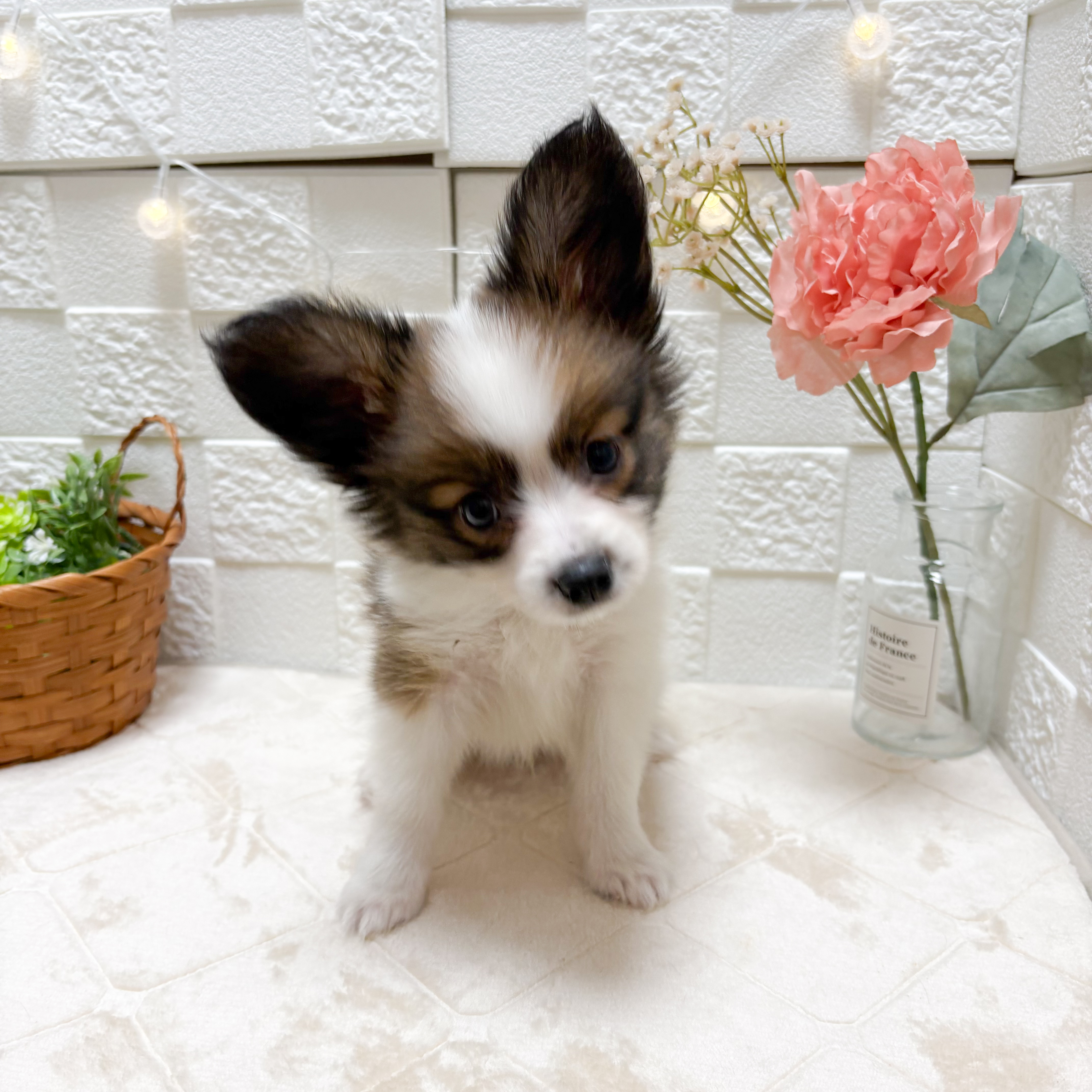 東京都のパピヨン (犬の家＆猫の里ペットフォレスト小平店/2026年3月3日生まれ/男の子/ホワイトブラウン)の子犬の2枚目の画像