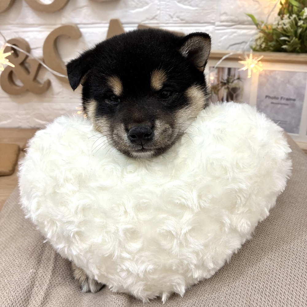 千葉県の柴犬(標準サイズ) (犬の家＆猫の里ワンズモール稲毛店/2026年3月3日生まれ/女の子/黒)の子犬の2枚目の画像